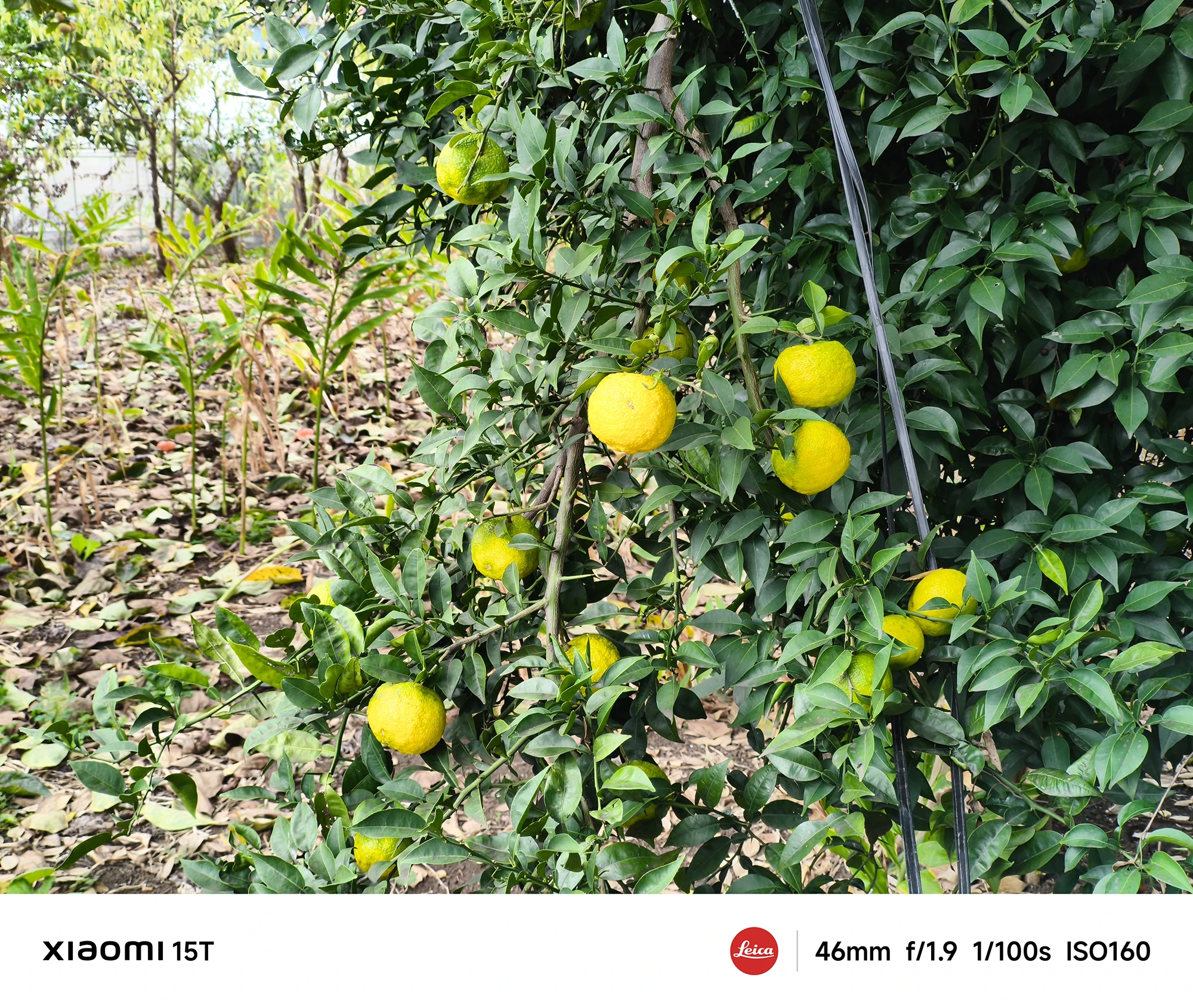 Xiaomi 15Tの46mm望遠カメラで撮影した柚子の木。全体の枝葉と果実を自然な明るさで描写し、色再現と立体感を両立