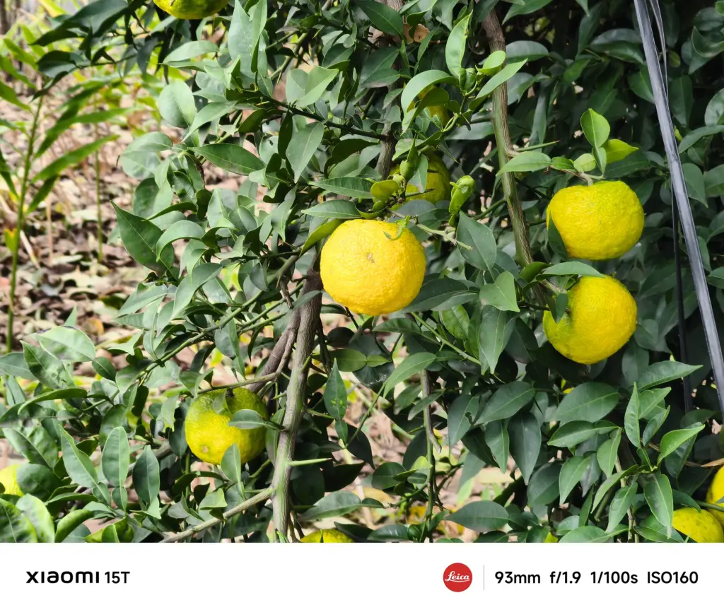 Xiaomi 15Tの93mm望遠カメラで撮影した柚子の果実。葉の艶や果皮の質感を緻密に描き、中望遠らしい自然な圧縮効果