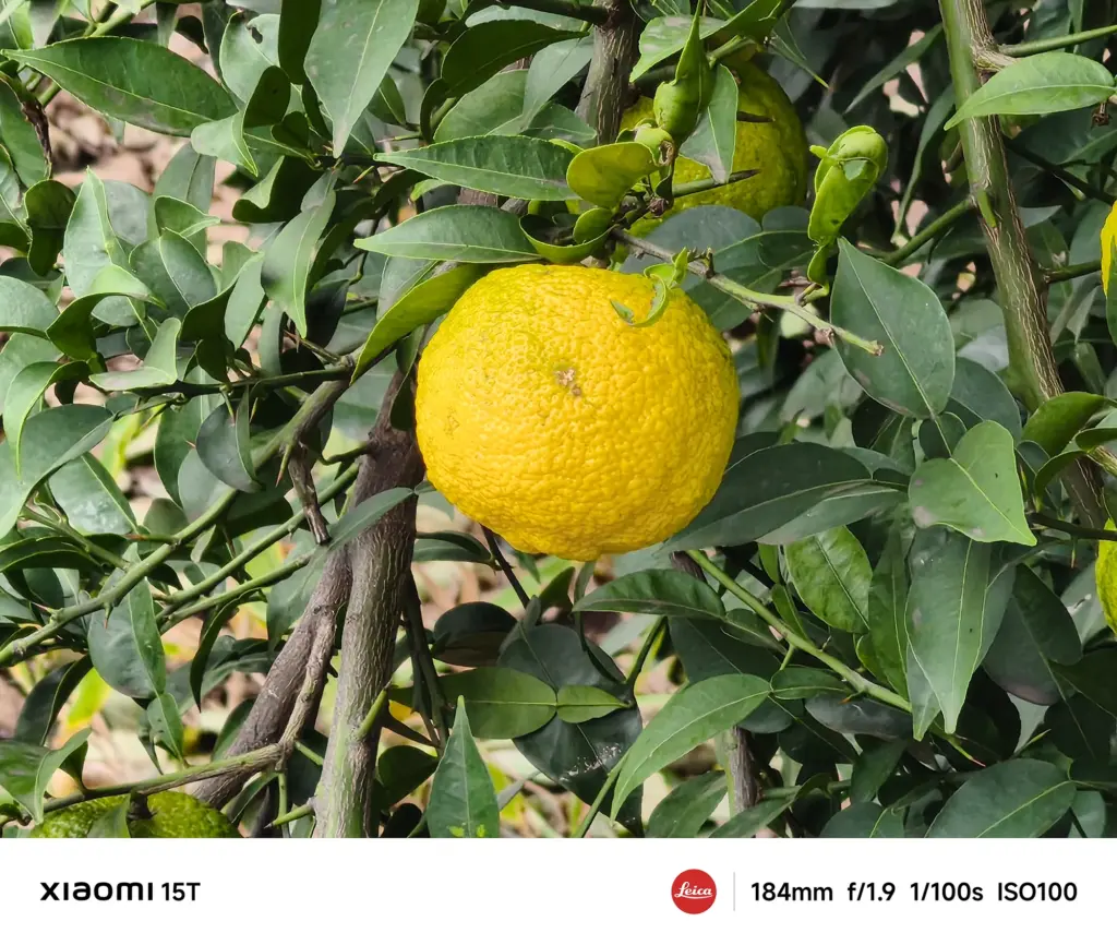 Xiaomi 15Tの184mm望遠カメラで撮影した柚子。果皮の凹凸や陰影を繊細に再現し、色の深みと立体描写が際立つ