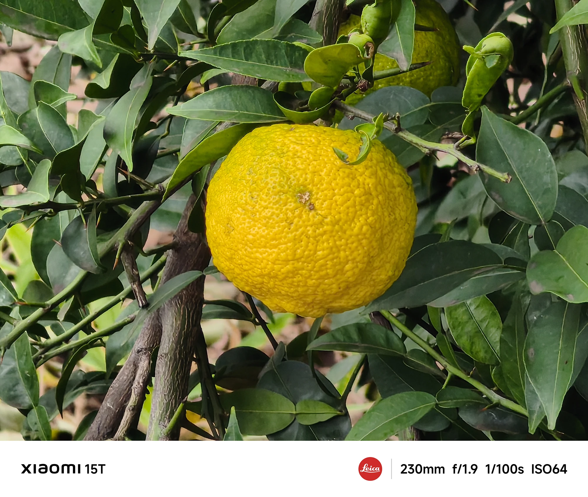 Xiaomi 15Tの230mm望遠カメラで撮影した柚子のクローズアップ。鮮やかな黄色と細部の質感を高精細に捉えた一枚