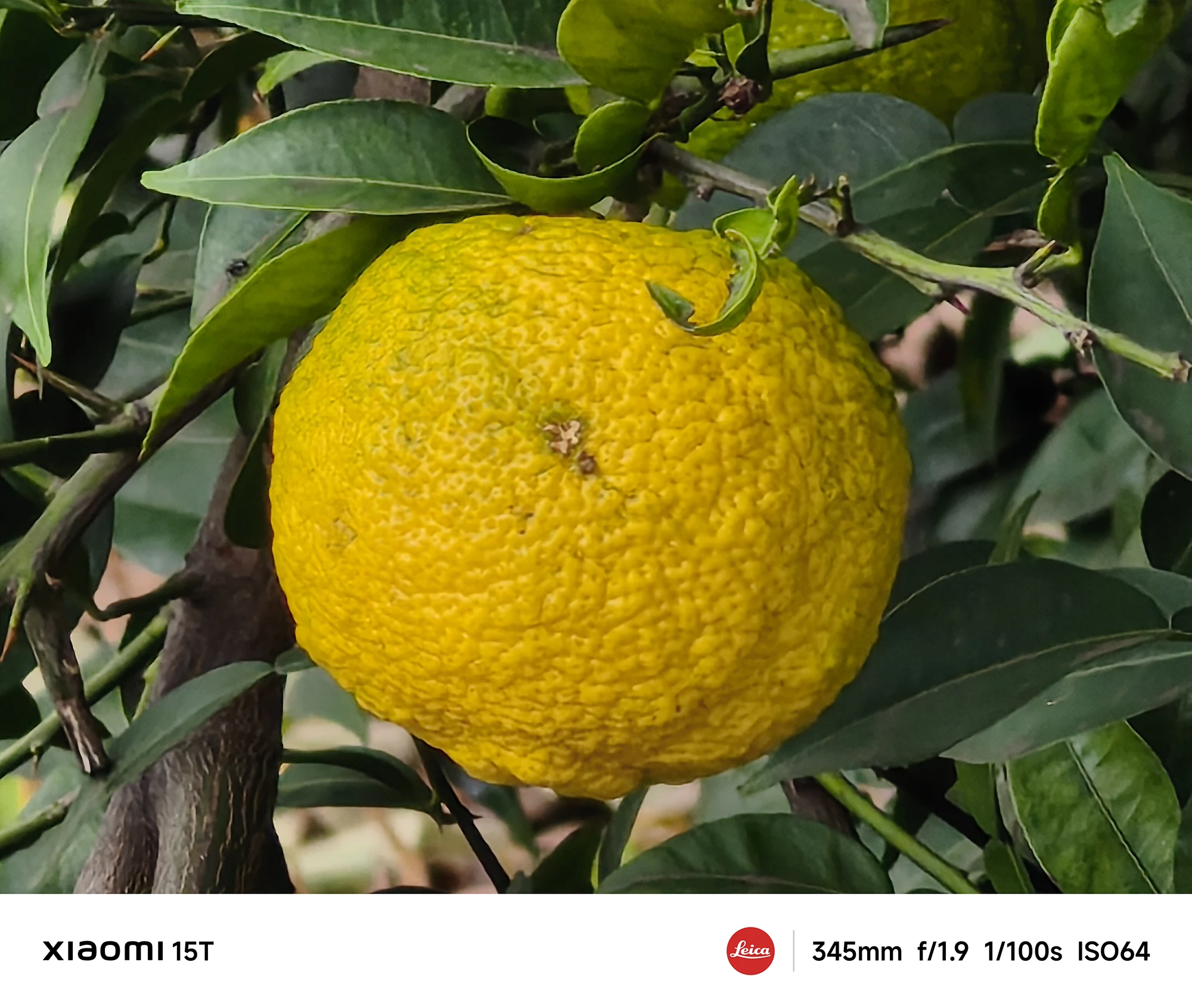 Xiaomi 15Tの345mm望遠カメラで撮影した柚子。果実の表面の粒状感や微細な陰影をリアルに再現した中望遠作例
