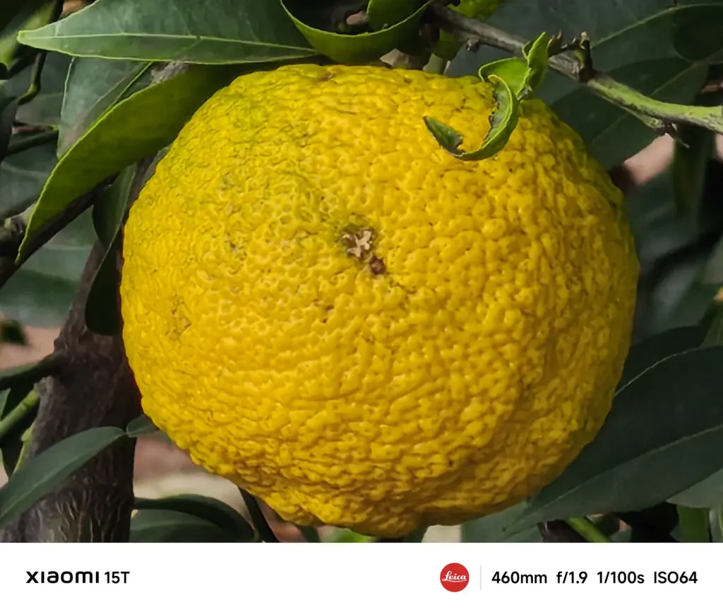 Xiaomi 15Tの460mm望遠カメラで撮影した柚子の極端な望遠作例。果皮のディテールと葉の立体感を高精細に描き出す