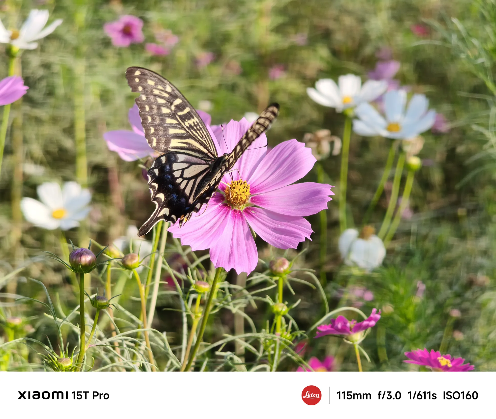 Xiaomi 15T Proで撮影したコスモス畑のアゲハチョウ（115mm望遠クローズアップ作例）
