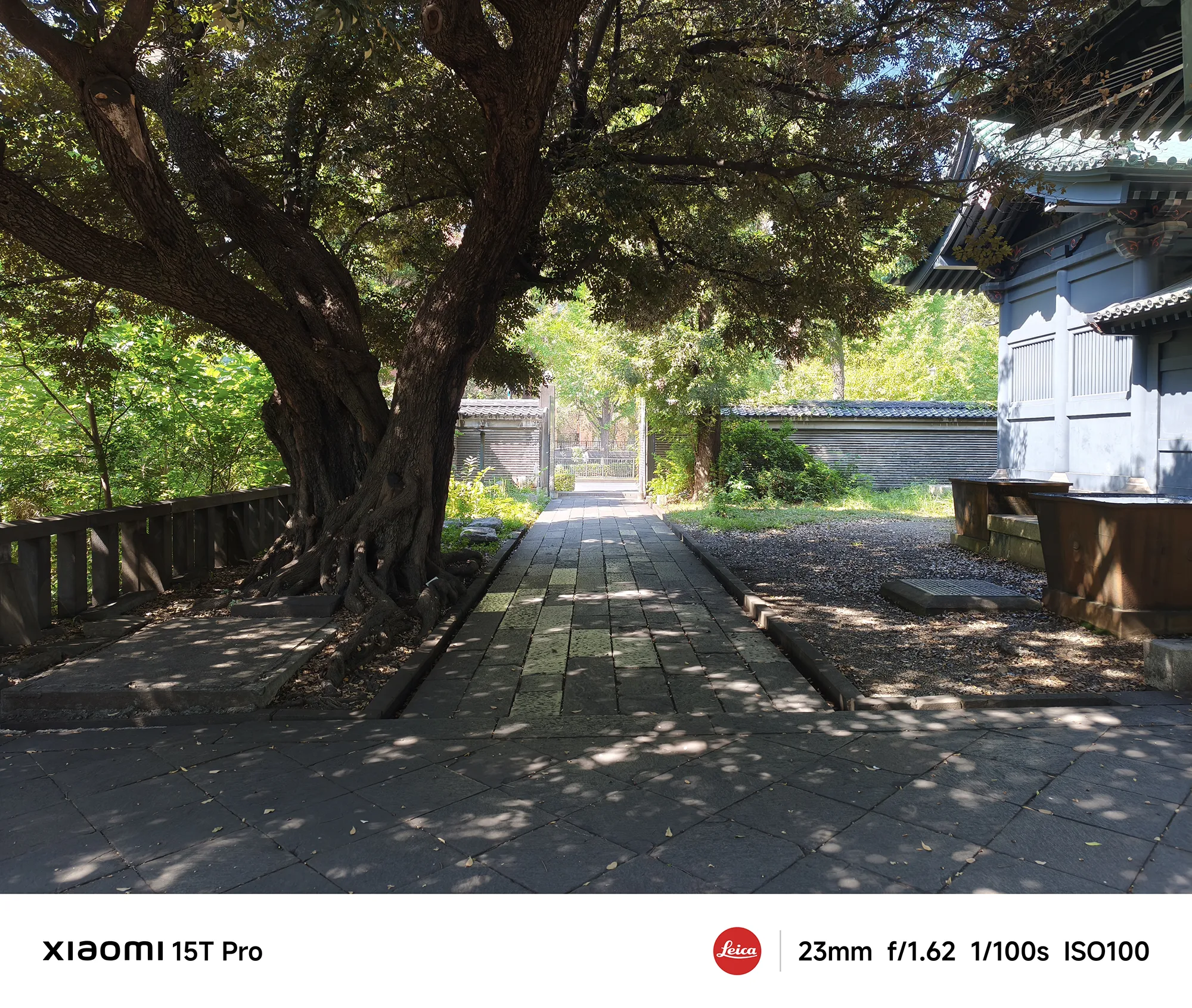 Xiaomi 15T Proで撮影した湯島聖堂の大木と参道（23mm 標準広角作例）