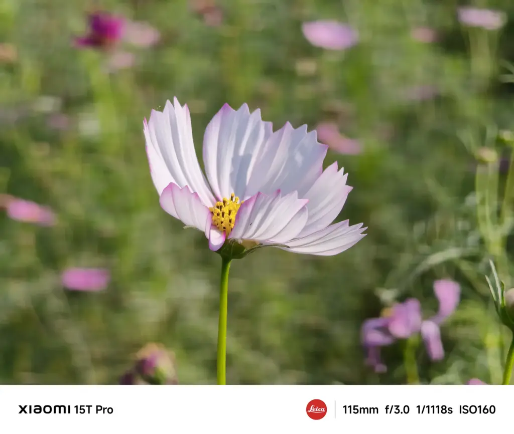 白とピンクのコスモス