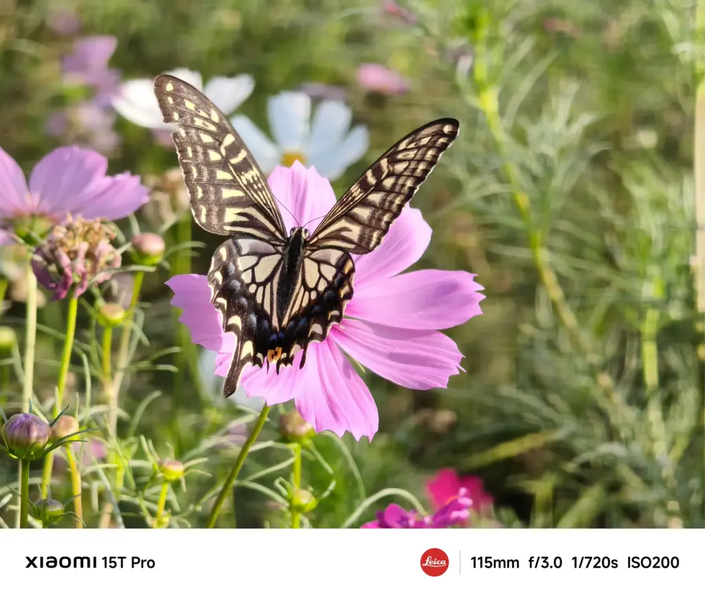 Xiaomi 15T Proで撮影したコスモスの花に止まるアゲハチョウ（115mm望遠クローズアップ作例）