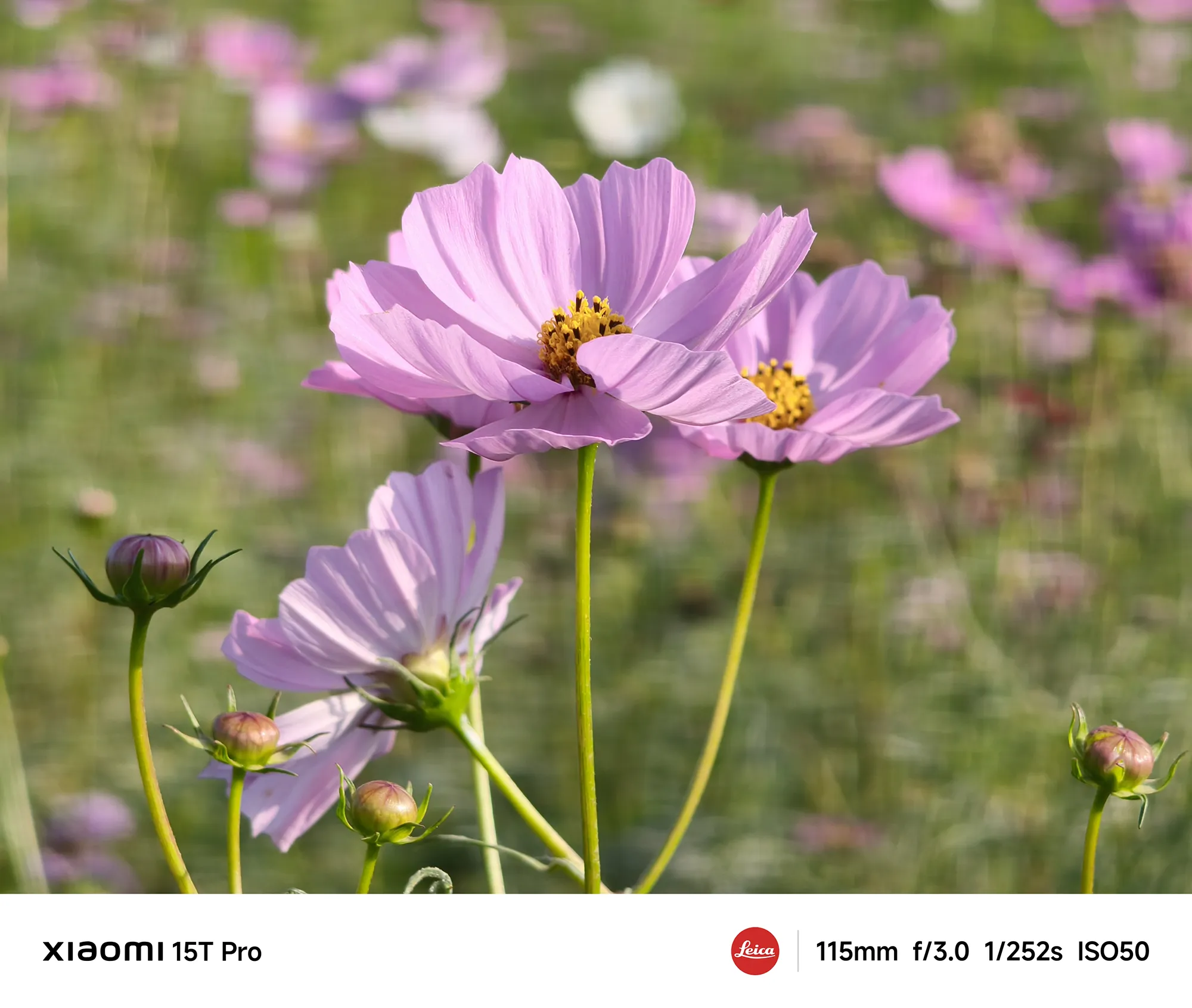 Xiaomi 15T Proで撮影したピンク色のコスモスのクローズアップ（115mm望遠ボケ作例）