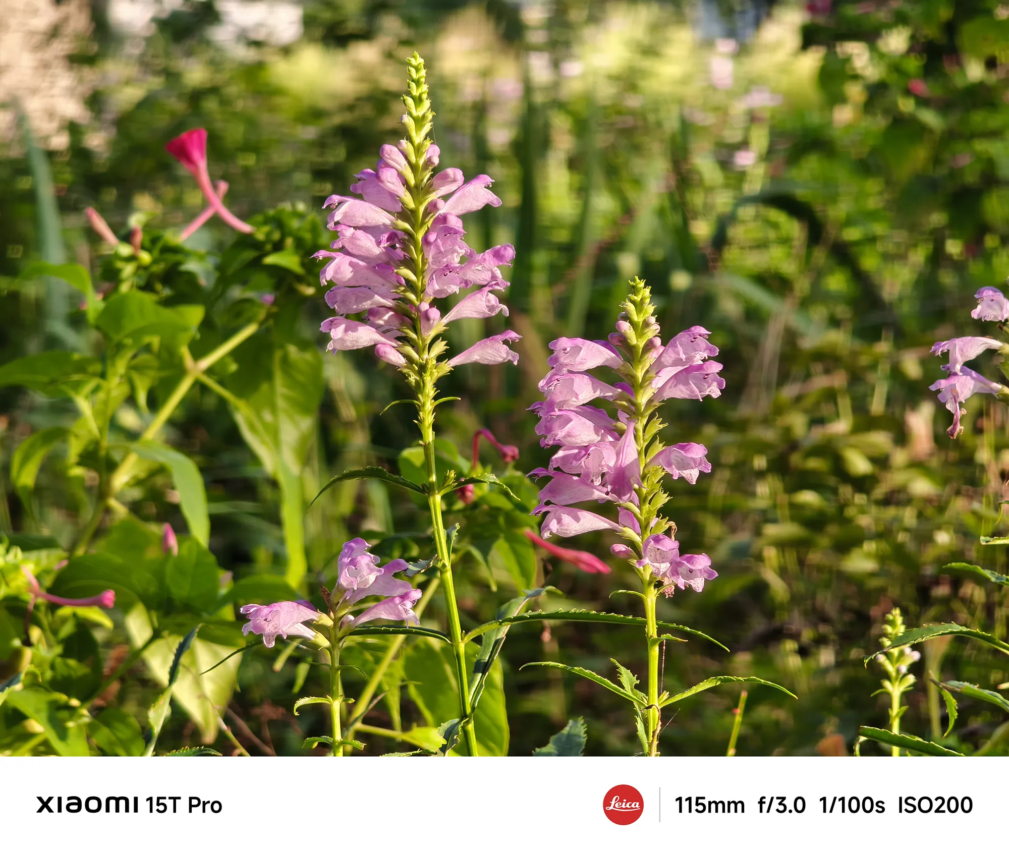 Xiaomi 15T Proで撮影したピンク色のカクトラノオ（花）のクローズアップ（115mm望遠ボケ作例）