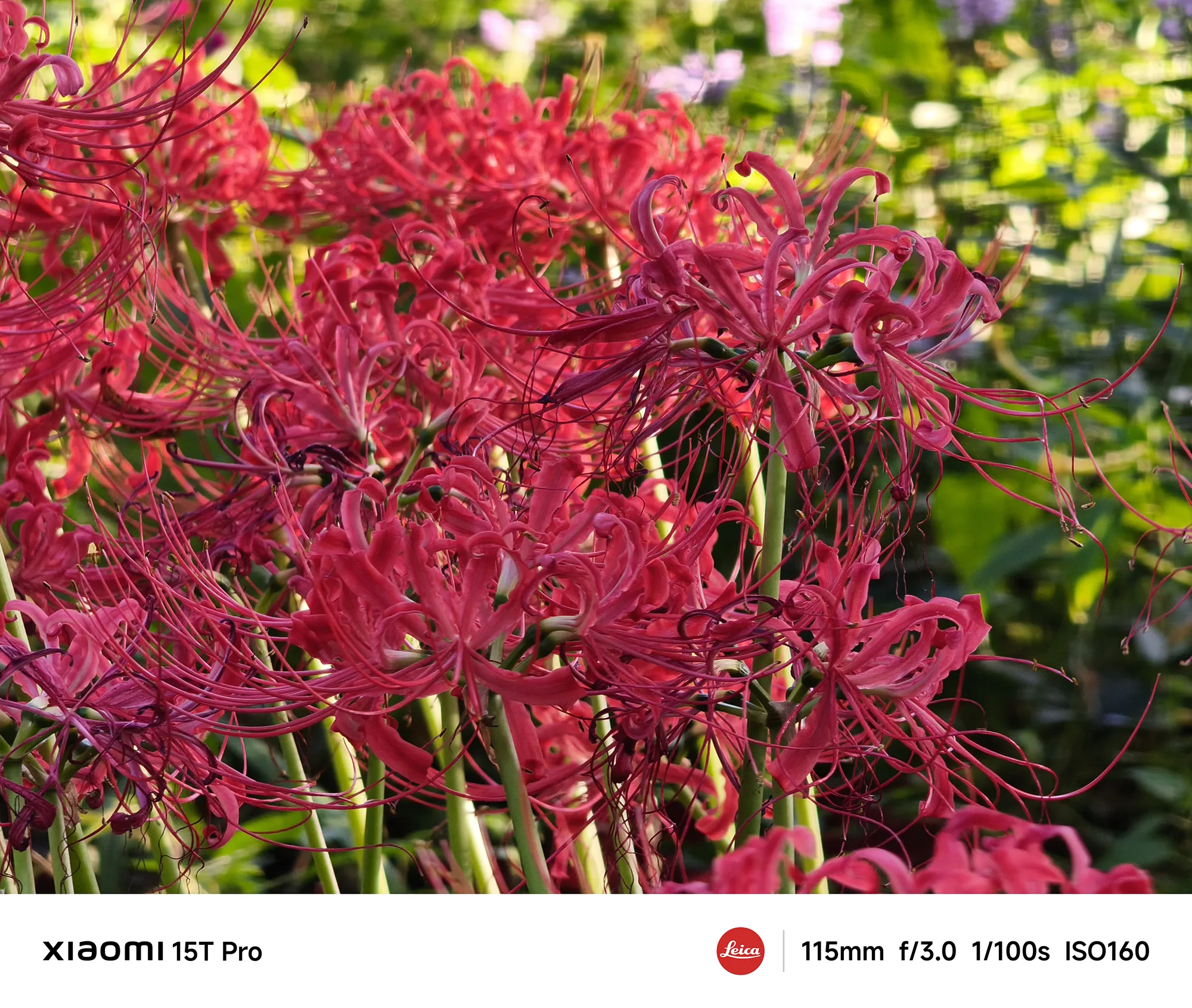 Xiaomi 15T Proで撮影した赤い彼岸花（曼珠沙華）のクローズアップ（115mm望遠ボケ作例）