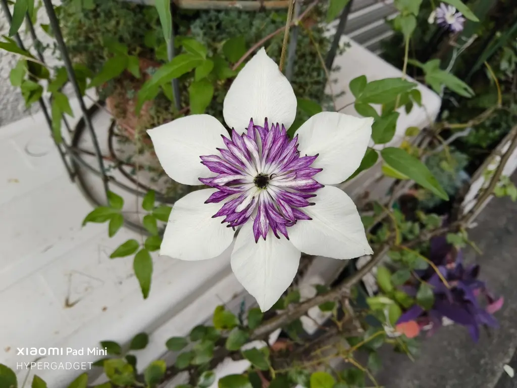 Xiaomi Pad Miniで撮影された、白い花びらと紫の中心を持つクレマチスのクローズアップ写真。背景は自然にボケており、花にピントが合っている。