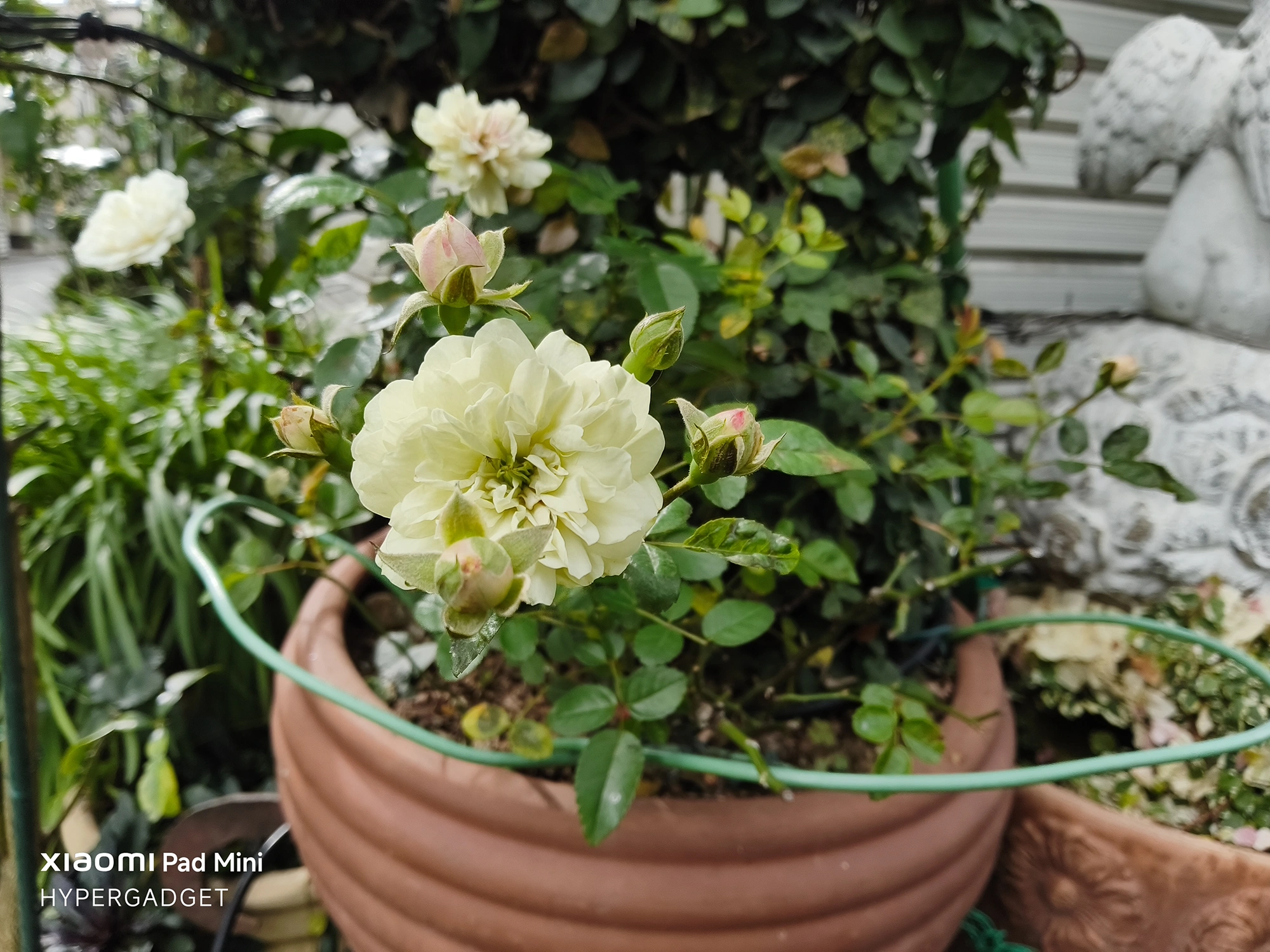 Xiaomi Pad Miniで撮影された、植木鉢の薄いクリーム色のバラのクローズアップ写真。花の中心にピントが合っており、背景の葉はボケている。