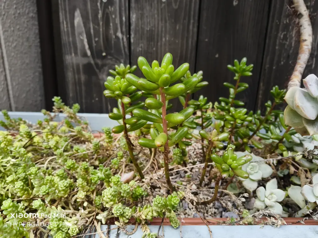Xiaomi Pad Miniで撮影された、緑の葉がぷっくりとした多肉植物のクローズアップ写真。背景の濃い木製フェンスとのコントラストが際立っている。