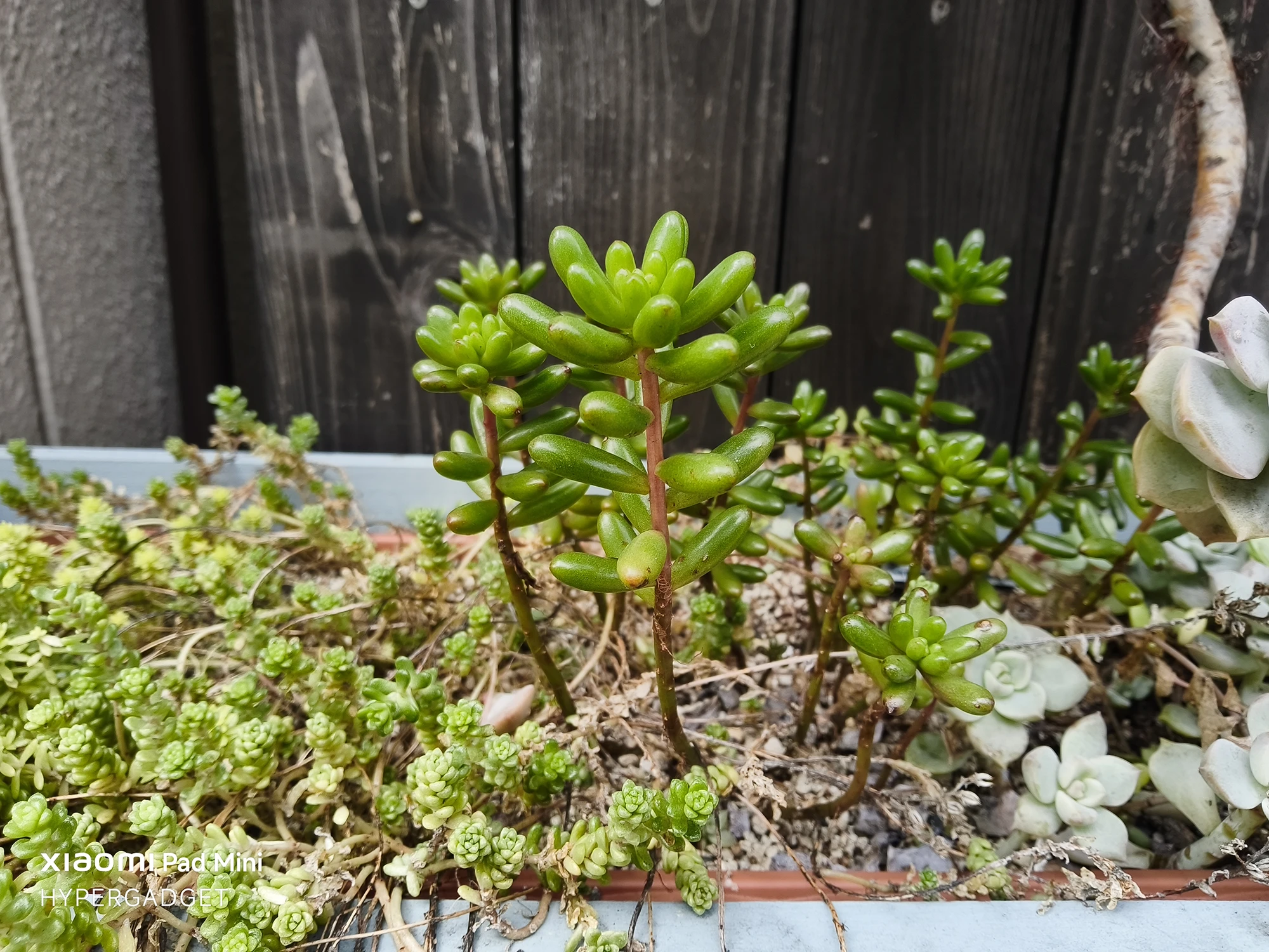 Xiaomi Pad Miniで撮影された、緑の葉がぷっくりとした多肉植物のクローズアップ写真。背景の濃い木製フェンスとのコントラストが際立っている。