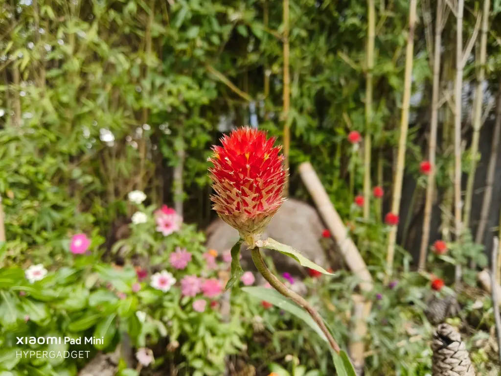 Xiaomi Pad Miniで撮影された、鮮やかな赤い松かさ状の花（ケイトウ）のクローズアップ写真。背景の竹林と花が大きくボケて、主役の花が強調されている。