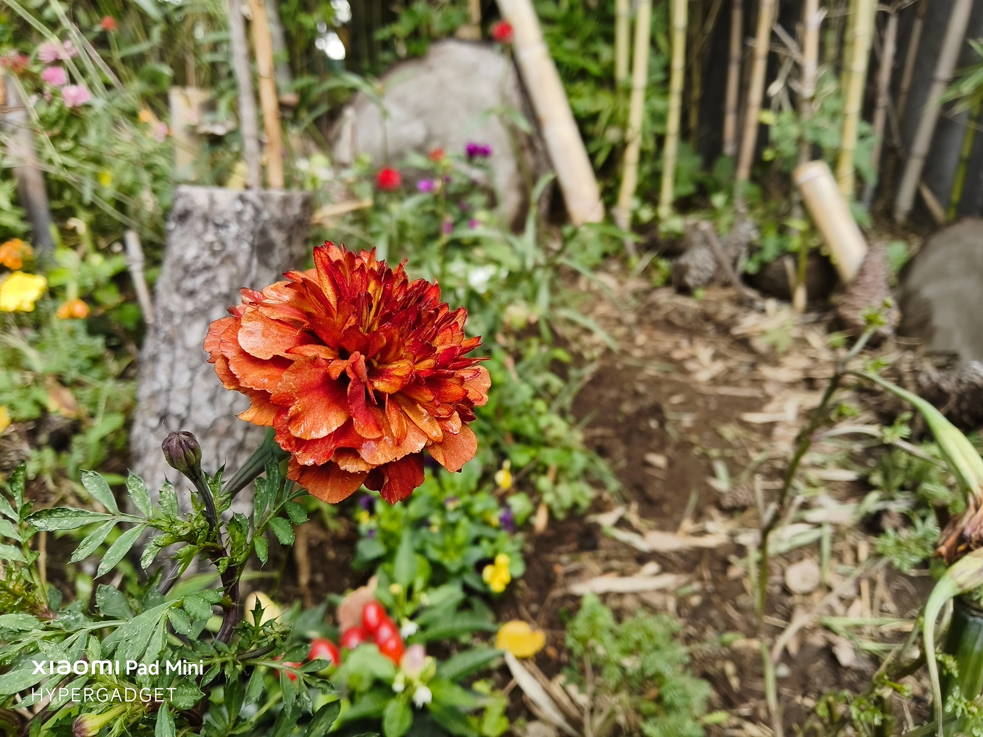 Xiaomi Pad Miniで撮影された、赤とオレンジのグラデーションの鮮やかな花(マリーゴールド)のクローズアップ写真。背景の土や竹林がボケて、花が強調されている。