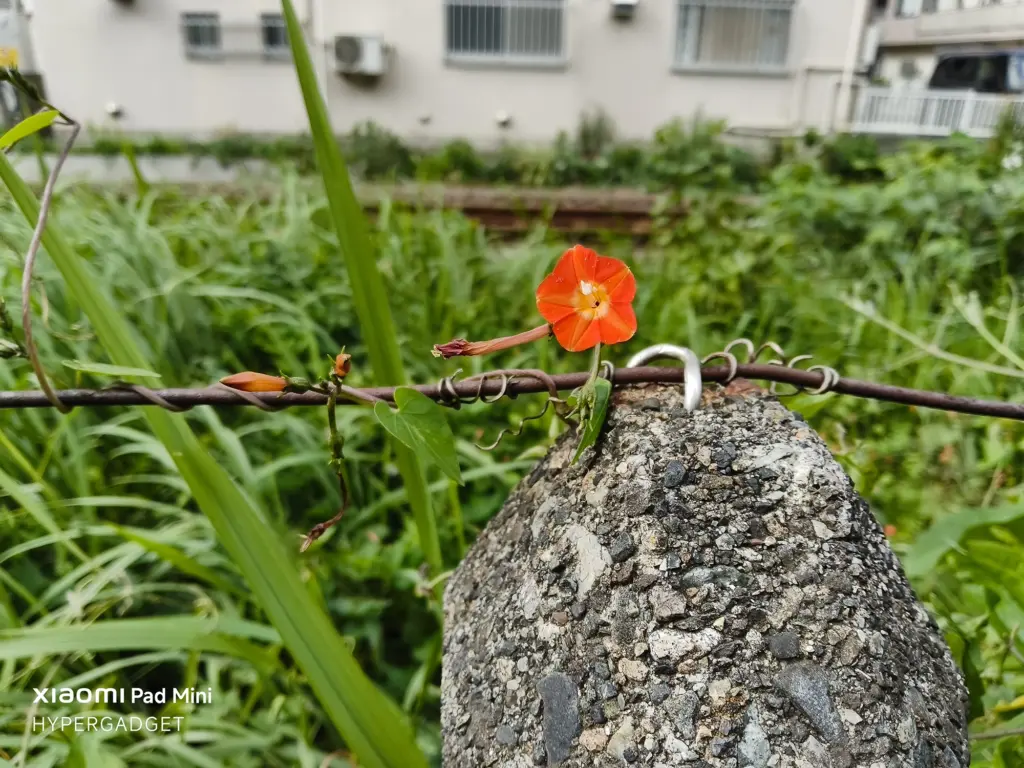 Xiaomi Pad Miniで撮影された、コンクリートの杭と有刺鉄線に咲くオレンジ色の小さな花（朝顔/ルコウソウ）のクローズアップ写真。