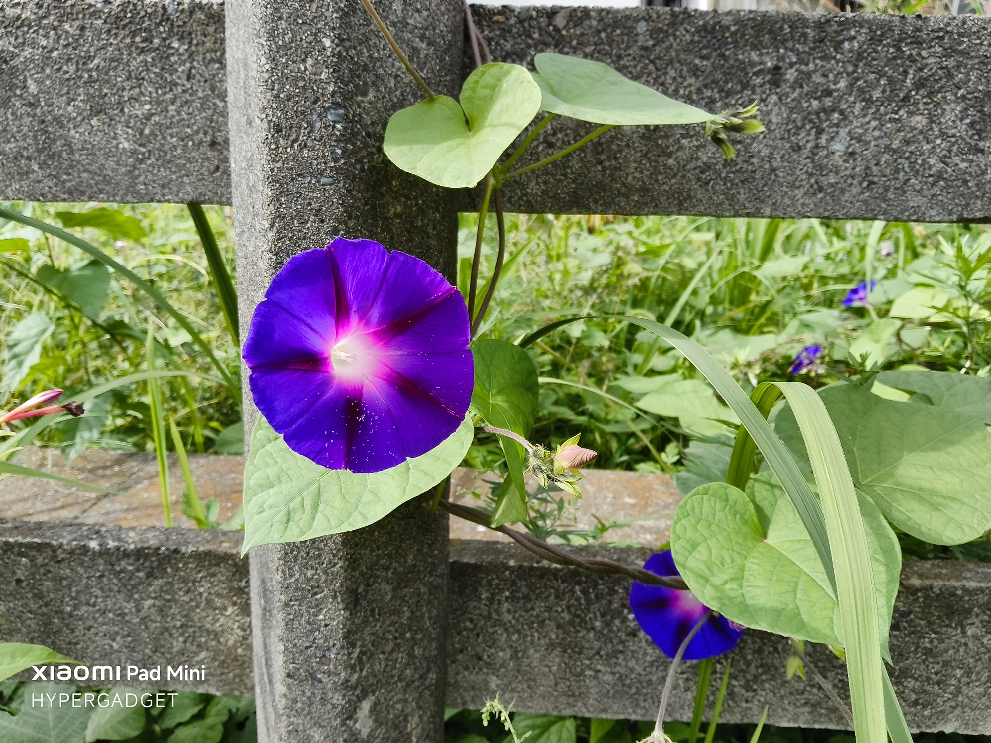 Xiaomi Pad Miniで撮影された、コンクリートフェンスに咲く鮮やかな紫色の朝顔のクローズアップ写真。花の色と中心のグラデーションが強調されている。