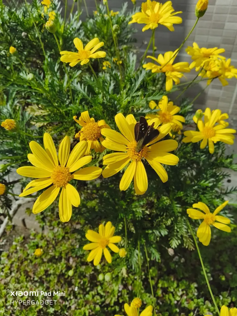 Xiaomi Pad Miniで撮影された、黄色い花と黒い蝶のクローズアップ写真。鮮やかな色彩で、花に止まる蝶のディテールと周囲の緑が強調されている。