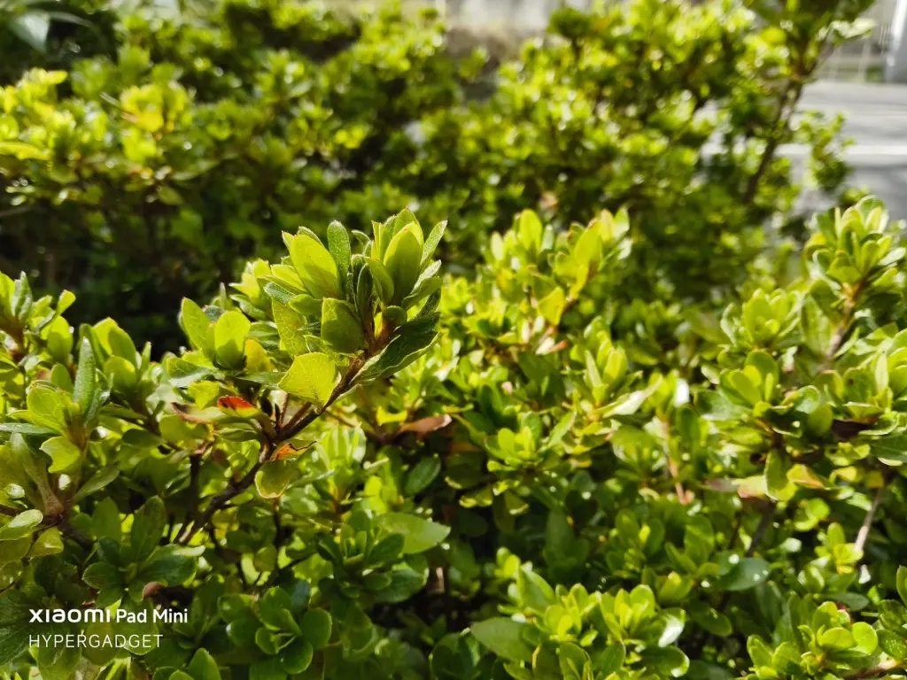 Xiaomi Pad Miniで撮影された、強い日差しを浴びた緑の植え込みの葉のクローズアップ写真。手前の葉のディテールが鮮明で、背景は自然にボケている。