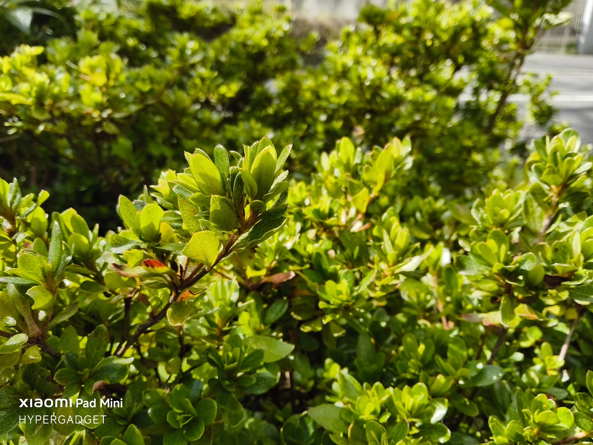 Xiaomi Pad Miniで撮影された、強い日差しを浴びた緑の植え込みの葉のクローズアップ写真。手前の葉のディテールが鮮明で、背景は自然にボケている。