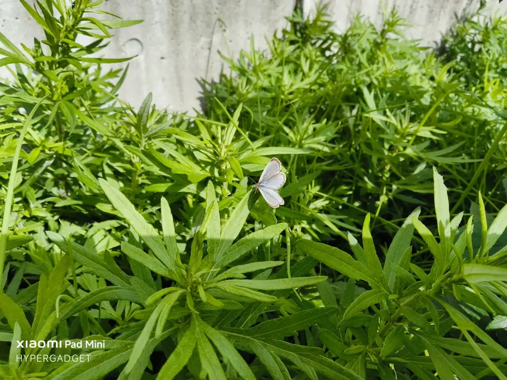 Xiaomi Pad Miniで撮影された、緑の葉の上に止まる白っぽい小さな蝶（シジミチョウ）のクローズアップ写真。蝶と葉のディテールが鮮明に描写されている。