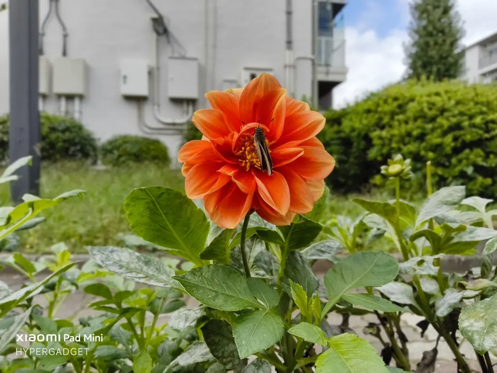 Xiaomi Pad Miniで撮影された、オレンジ色のダリアに止まる黒い蝶（または蛾）のクローズアップ写真。花と昆虫のディテール、背景の建物と植え込みの描写。