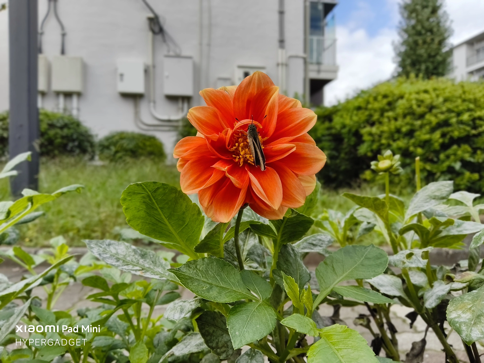 Xiaomi Pad Miniで撮影された、オレンジ色のダリアに止まる黒い蝶(または蛾)のクローズアップ写真。花と昆虫のディテール、背景の建物と植え込みの描写。