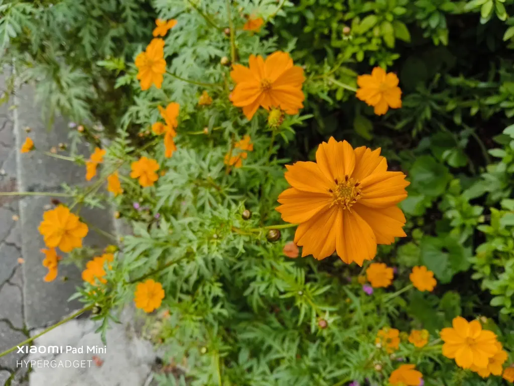 Xiaomi Pad Miniで撮影された、オレンジ色のコスモス畑（または群生）を上から捉えた写真。手前の花にピントが合い、鮮やかな色彩で描写されている。