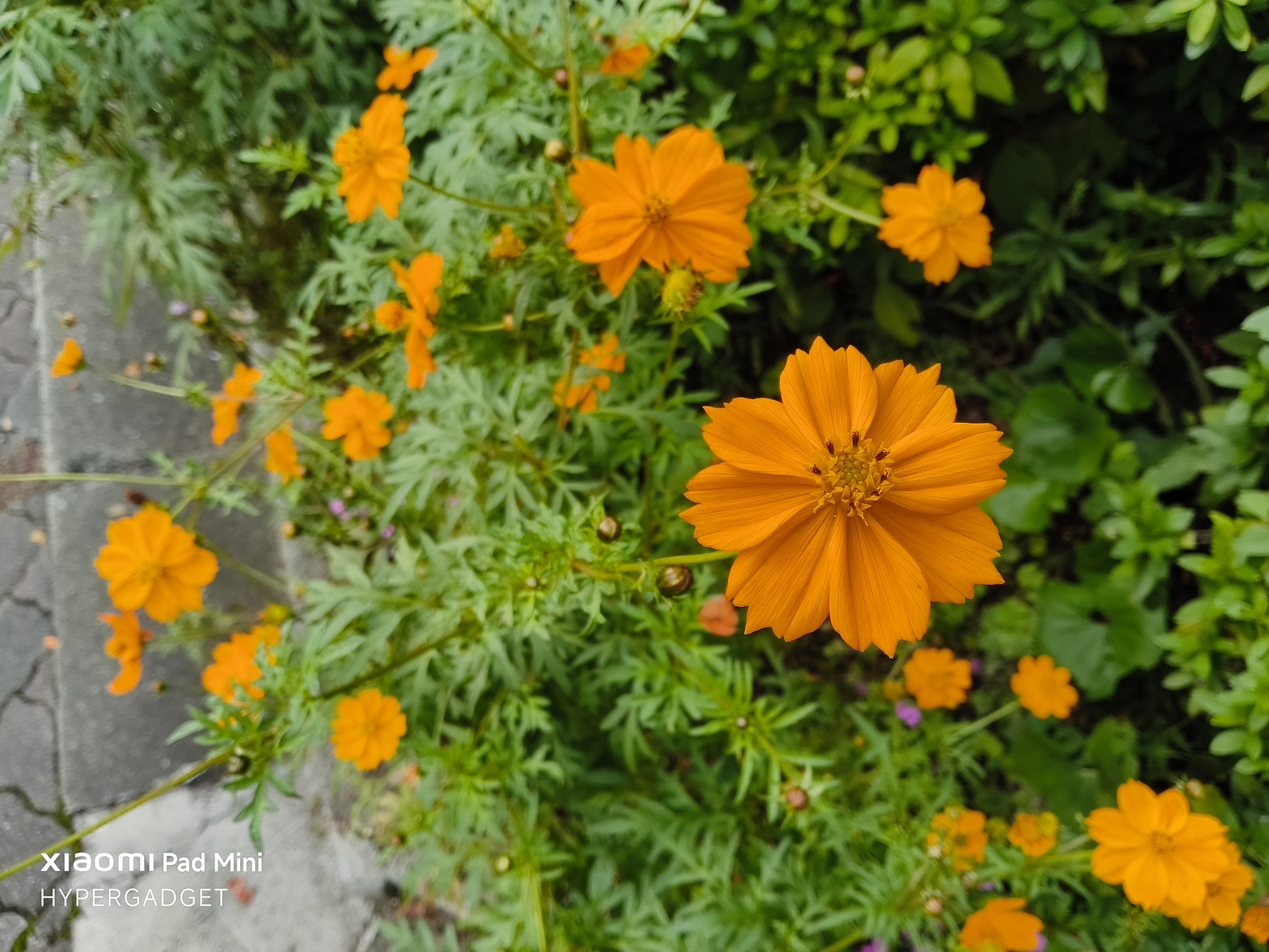 Xiaomi Pad Miniで撮影された、オレンジ色のコスモス畑(または群生)を上から捉えた写真。手前の花にピントが合い、鮮やかな色彩で描写されている。