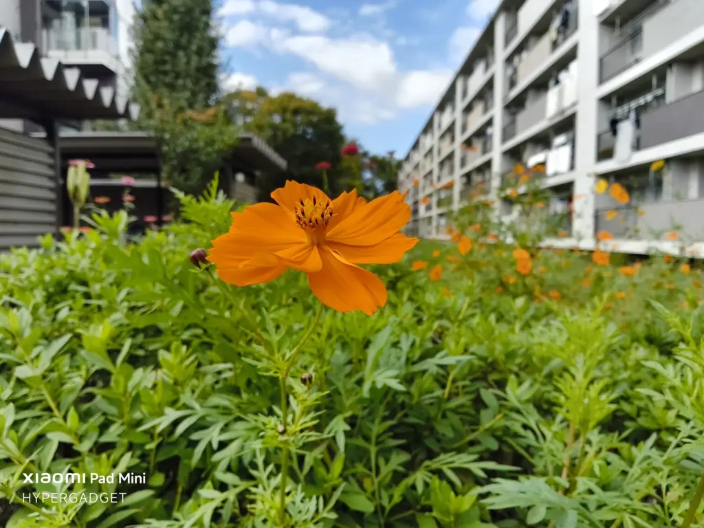 Xiaomi Pad Miniで撮影された、オレンジ色のコスモスのクローズアップ写真。手前の花にピントが合い、背景のマンション（集合住宅）と青空がボケている屋外作例。
