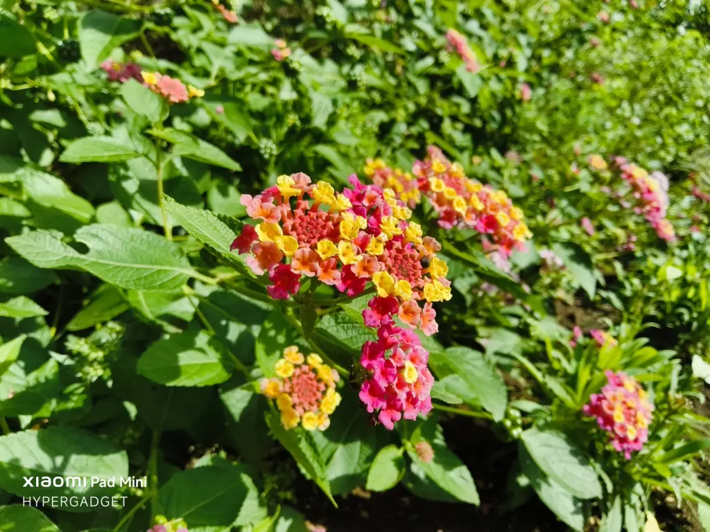 Xiaomi Pad Miniで撮影された、赤、黄色、ピンクの多色のランタナ（七変化）のクローズアップ写真。強い日差しの下で花の色と緑の葉が鮮やかに描写されている作例。