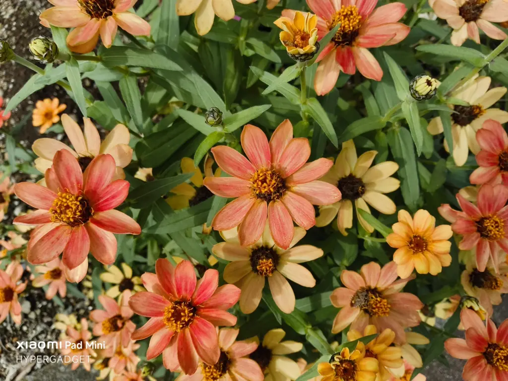 Xiaomi Pad Miniで撮影された、オレンジとピンクがかったジニア（百日草）の群生を上から捉えたクローズアップ写真。花の色と葉のディテールが鮮明に描写されている。