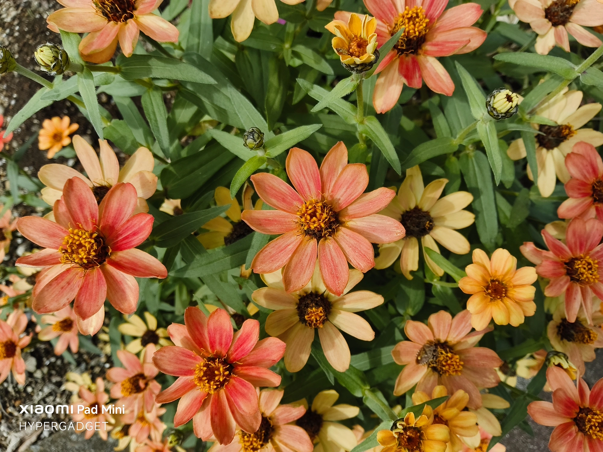 Xiaomi Pad Miniで撮影された、オレンジとピンクがかったジニア(百日草)の群生を上から捉えたクローズアップ写真。花の色と葉のディテールが鮮明に描写されている。