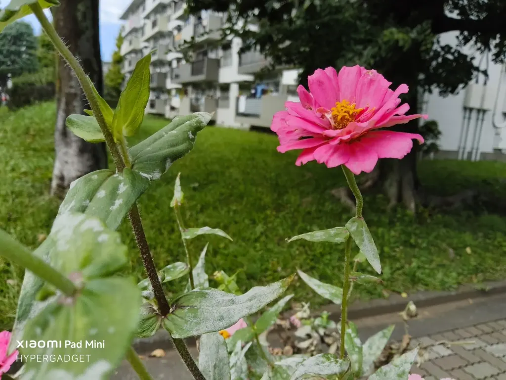 Xiaomi Pad Miniで撮影された、鮮やかなピンク色の一重咲きの花（ジニア/百日草）のクローズアップ作例。背景のマンションと芝生が大きくボケている。