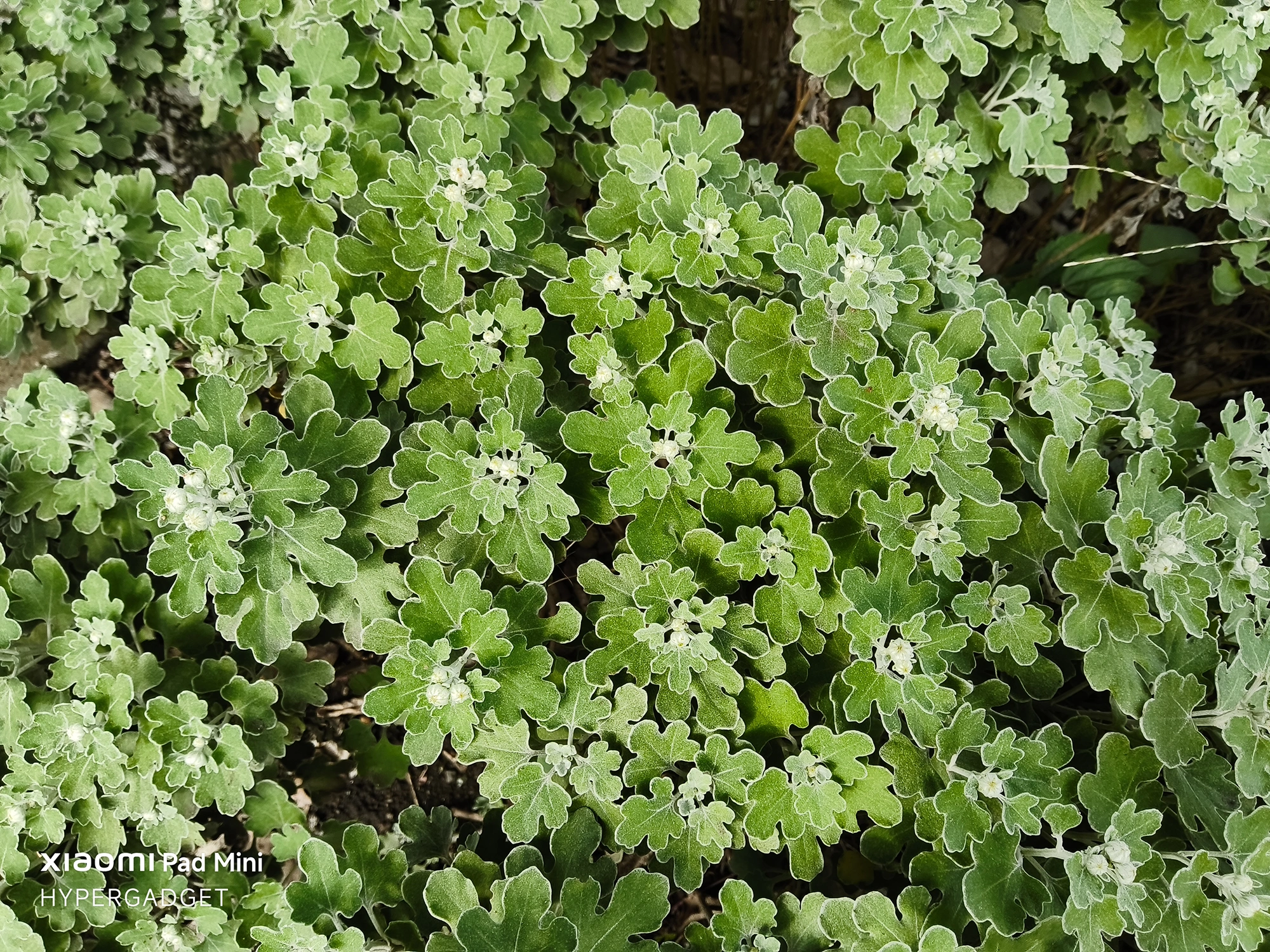 Xiaomi Pad Miniで撮影された、細かい切れ込みと産毛のある緑の多肉植物(または葉)の群生を上から捉えたクローズアップ作例。葉の質感とディテールが鮮明に描写されている。