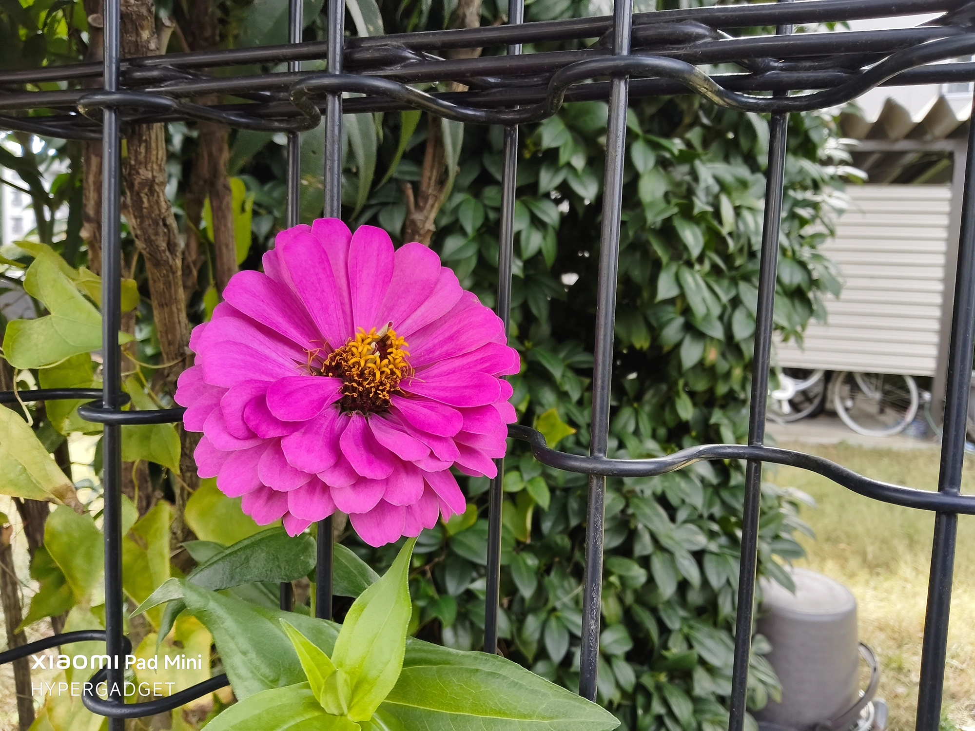 Xiaomi Pad Miniで撮影された、鮮やかなマゼンタ色の八重咲きの花(ジニア/百日草)のクローズアップ作例。花と黒い金属フェンス、背景の緑の植え込みが写っている。