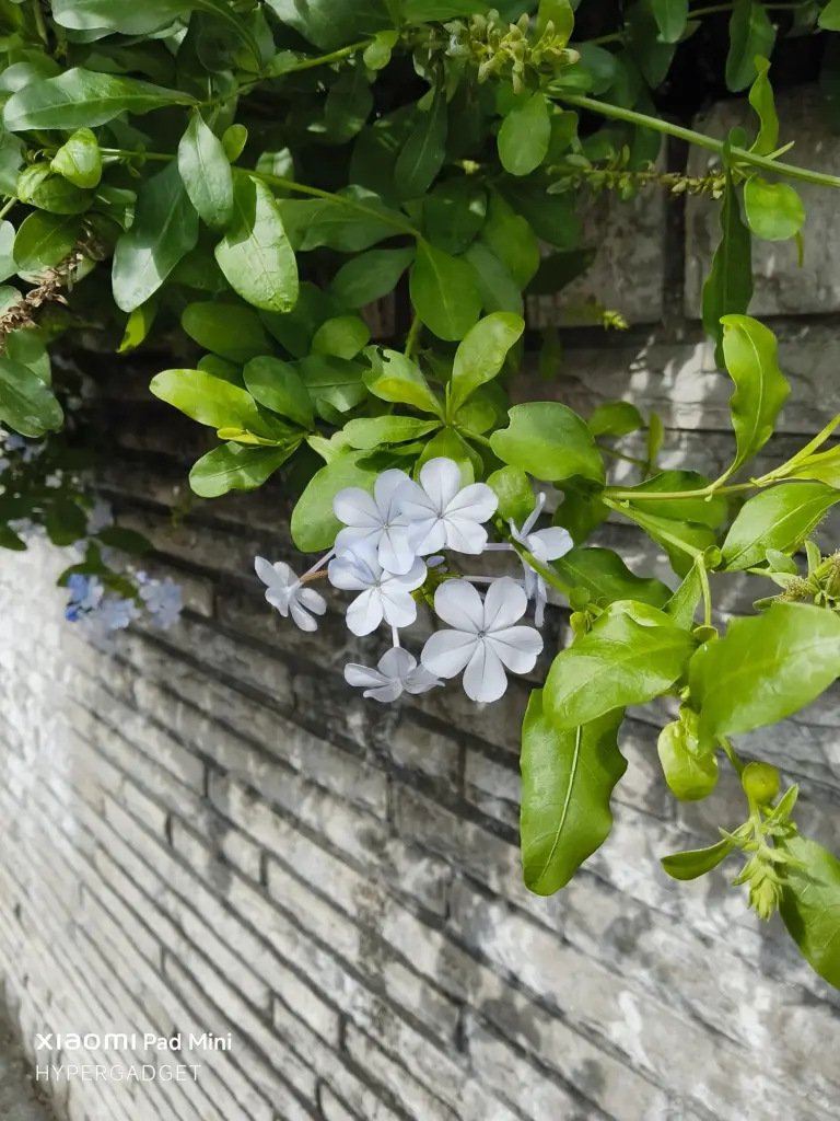 Xiaomi Pad Miniで撮影された、淡い青色の小さな花（ルリマツリ）と緑の葉のクローズアップ作例。背景の古いレンガ（コンクリート）壁の質感と、花の色が鮮やかに描写されている。