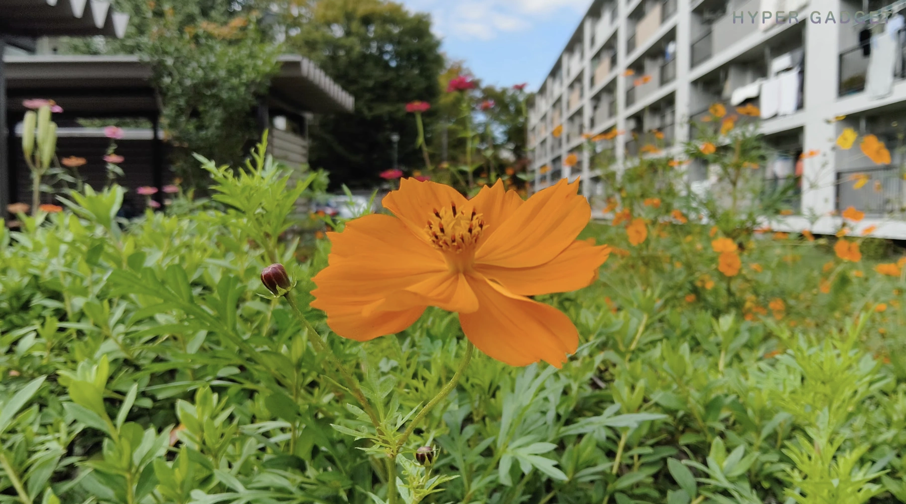 HYPERGADGETで撮影された、オレンジ色の一重咲きの花(コスモス)のクローズアップ作例。手前の花にピントが合い、背景の集合住宅と青空がボケて写っている屋外写真。