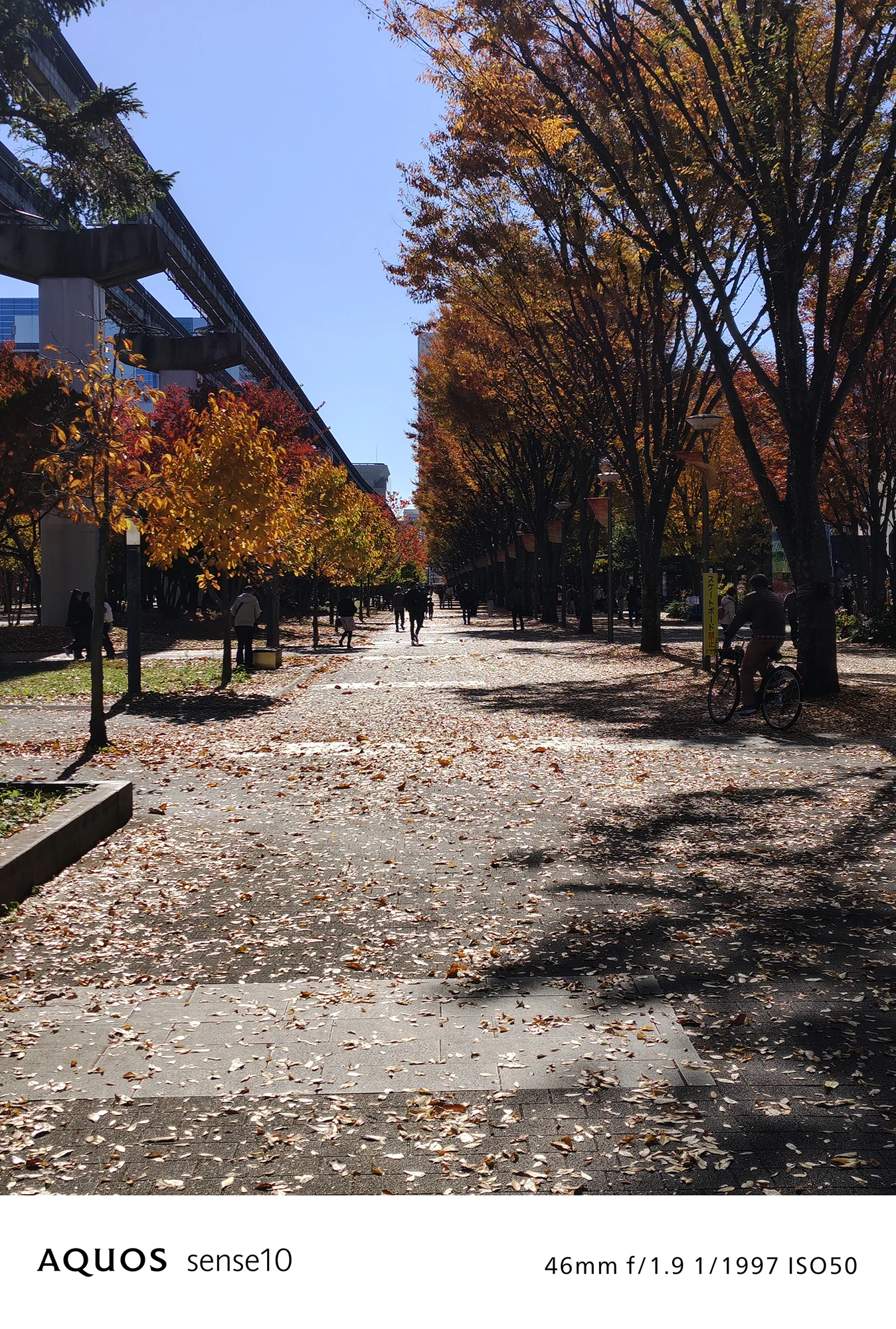 AQUOS sense10撮影サンプル：2倍ズームで捉えた日中の並木道と影の風景（46mm f/1.9 ISO50）
