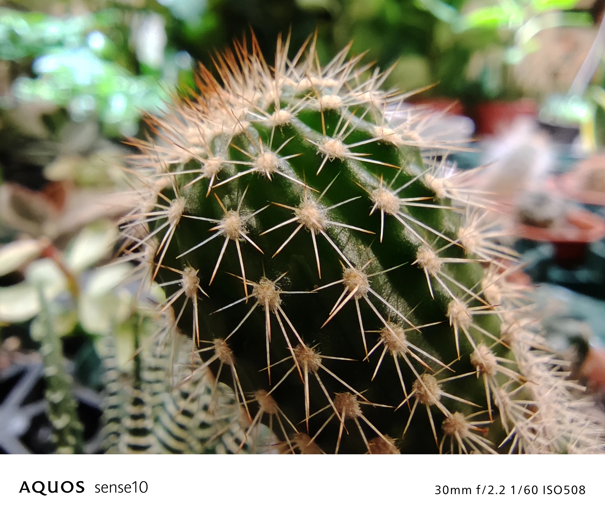 AQUOS sense10 撮影サンプル　サボテンのトゲ（クローズアップ）	30mm f/2.2 1/60 ISO508