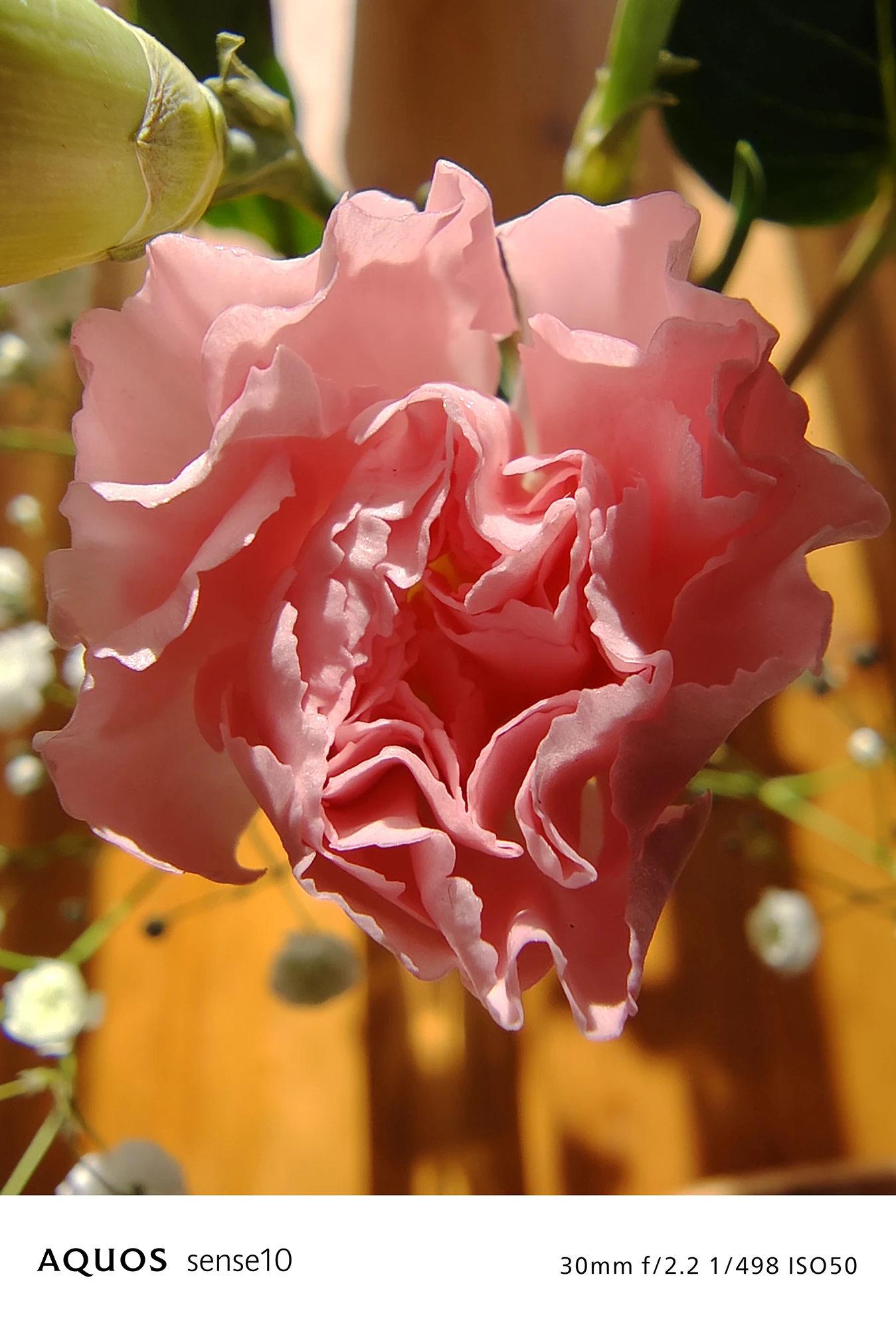 AQUOS sense10 撮影サンプル　ピンク色のカーネーション（クローズアップ）	30mm f/2.2 1/498 ISO50