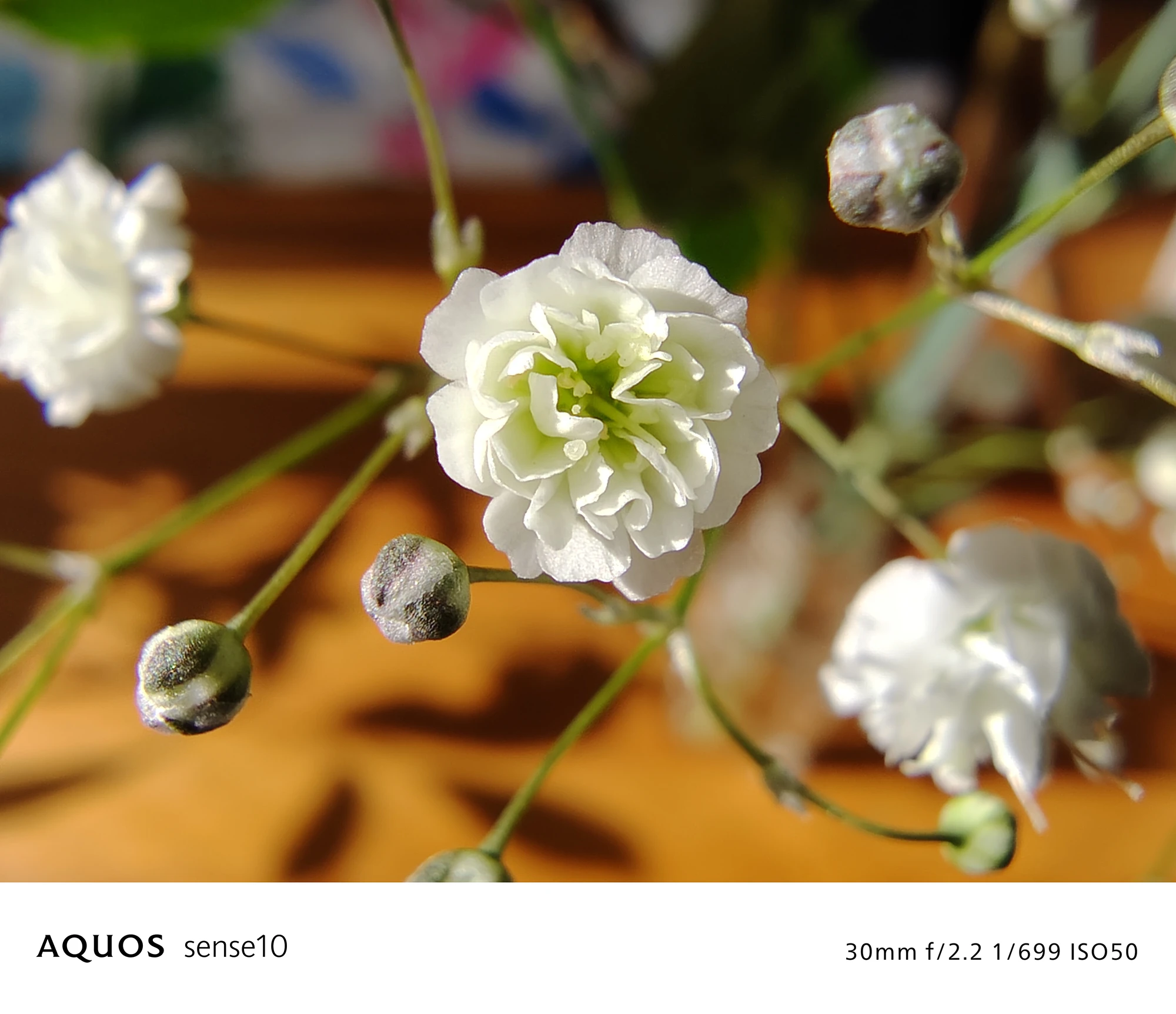 AQUOS sense10 撮影サンプル　かすみ草のような白い小花（クローズアップ）f/2.2 1/699 ISO50