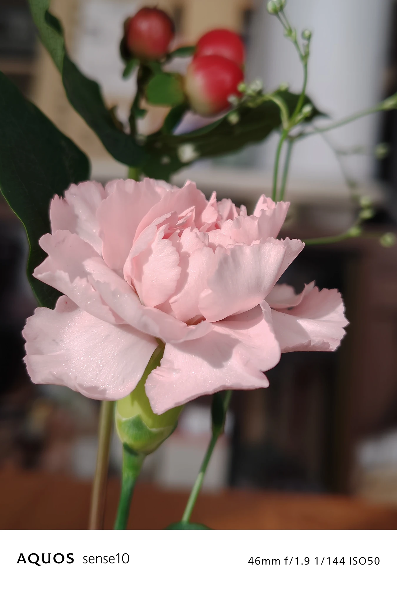 AQUOS sense10撮影サンプル：2倍ズームで捉えたピンクのカーネーションのクローズアップ（46mm f/1.9 ISO50）