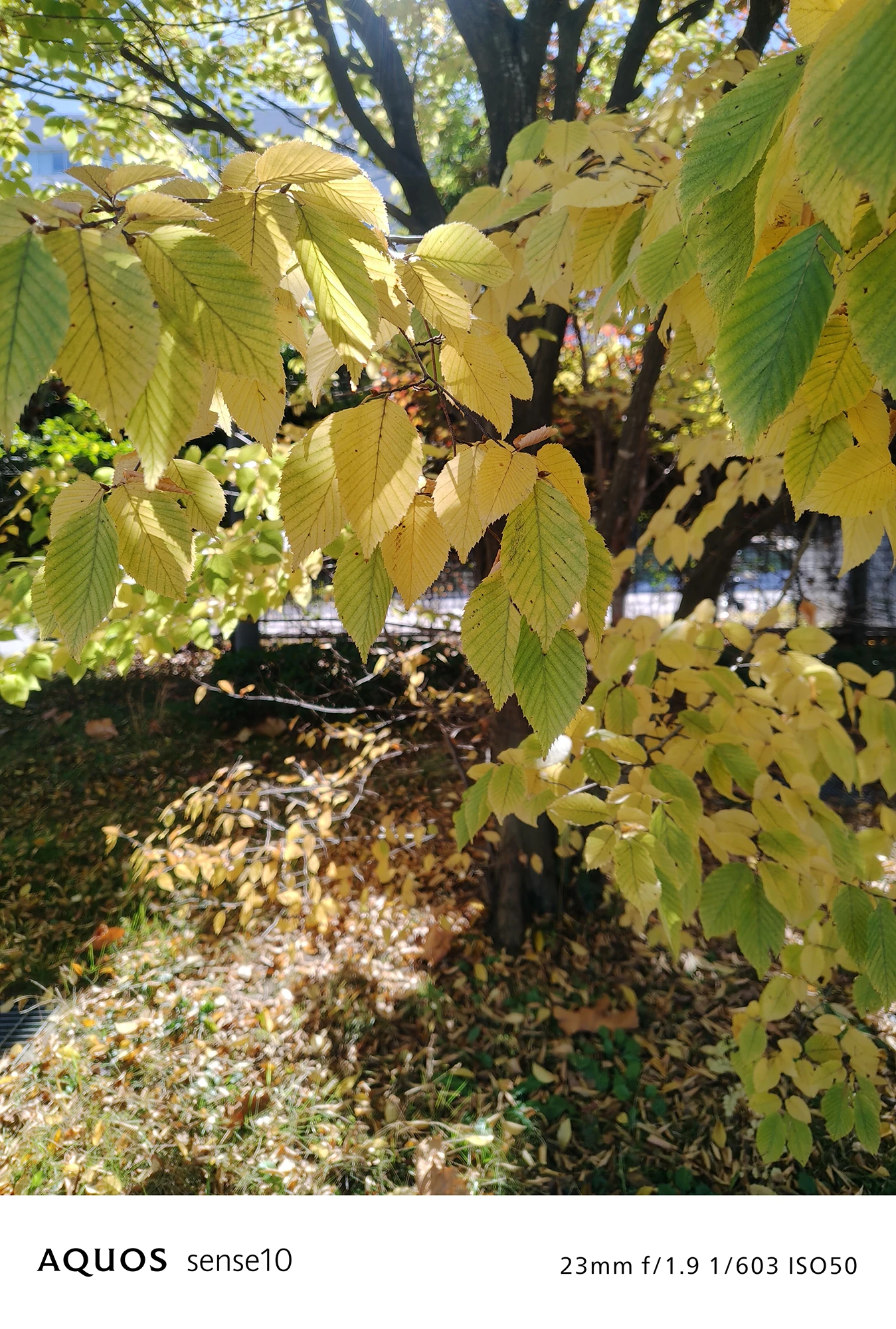 AQUOS sense10撮影サンプル：日中の秋の風景写真（23mm f/1.9 ISO50）