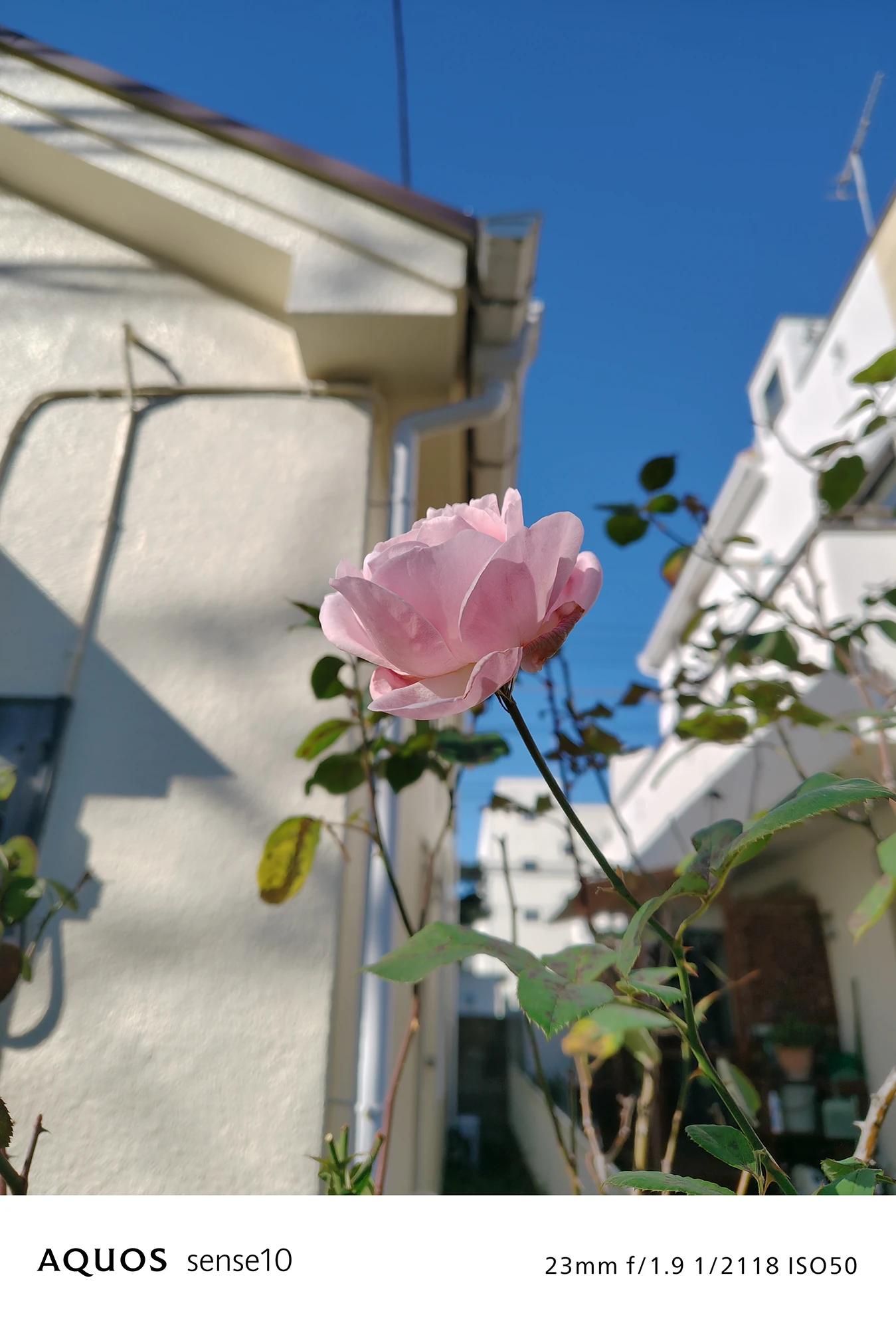 AQUOS sense10撮影サンプル：晴天下のピンクのバラの接写（23mm f/1.9 ISO50）