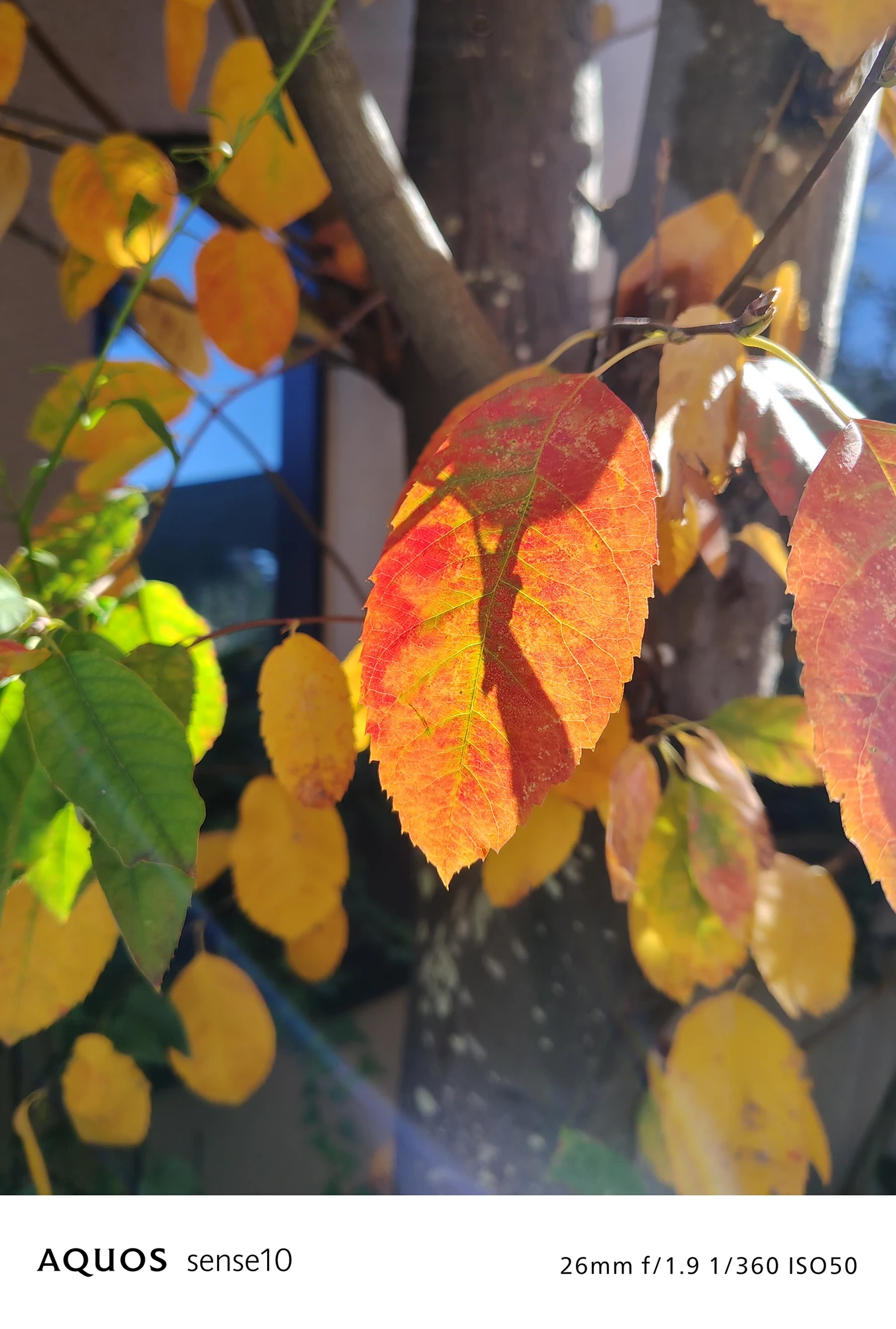AQUOS sense10撮影サンプル：強い逆光で撮影した紅葉の接写と葉脈の描写（26mm f/1.9 ISO50）