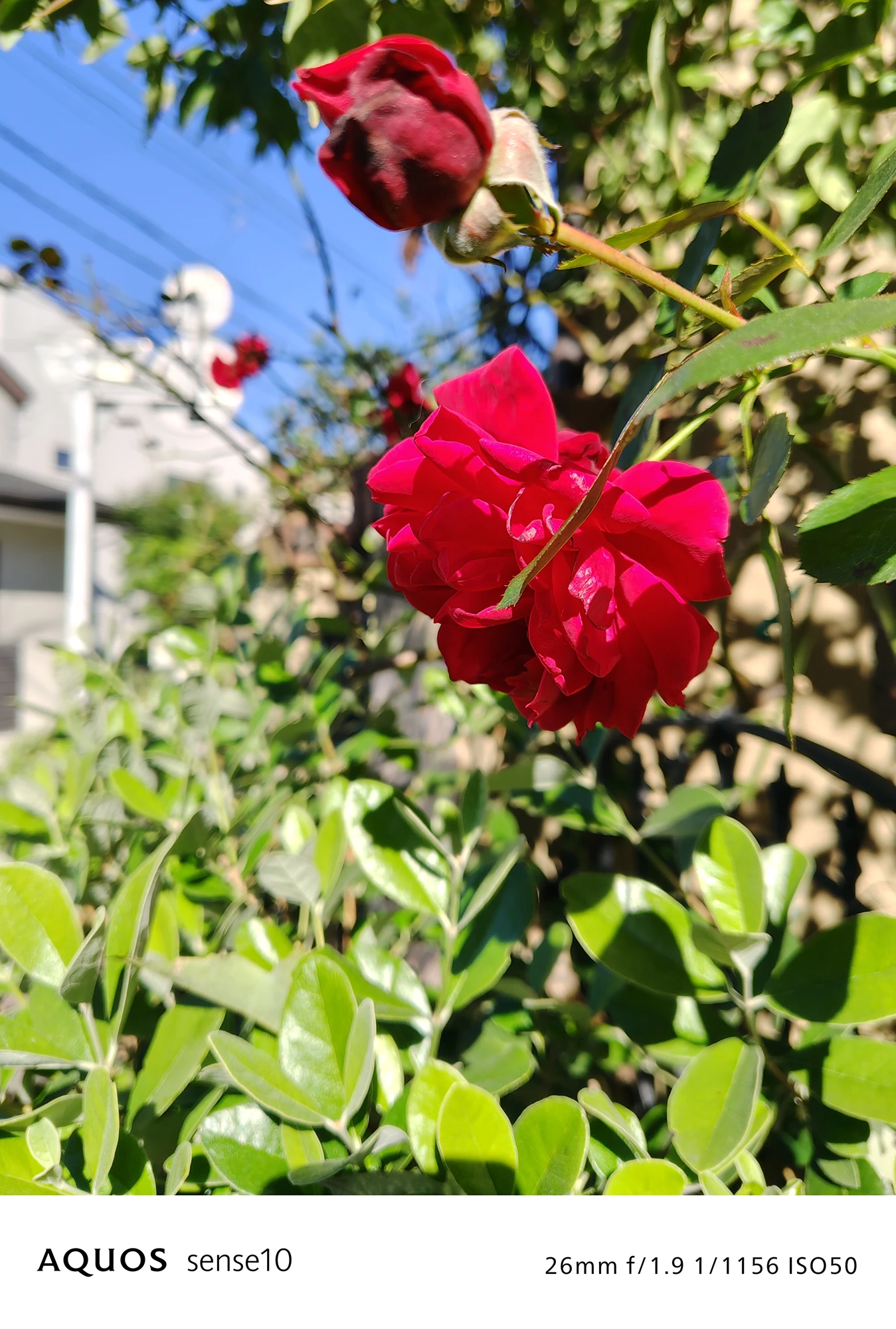 AQUOS sense10撮影サンプル：日中のバラの接写と背景ボケ（26mm f/1.9 ISO50）