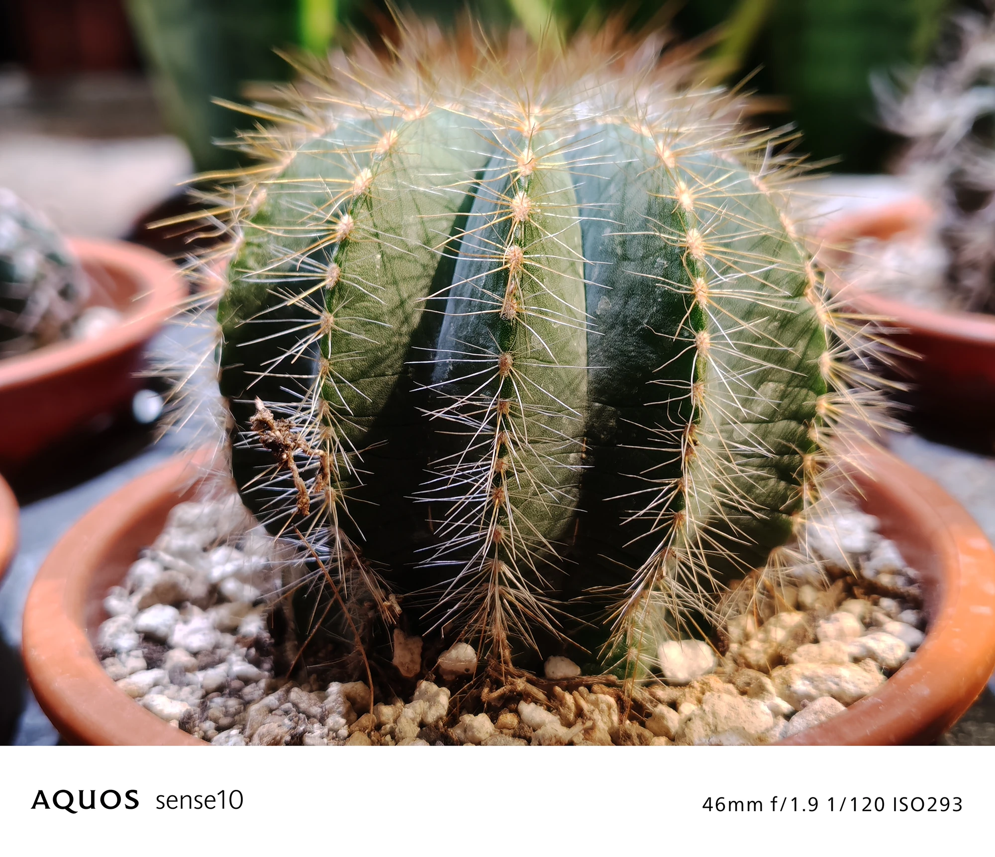 AQUOS sense10撮影サンプル：室内のサボテンのクローズアップ（46mm f/1.9 ISO293）