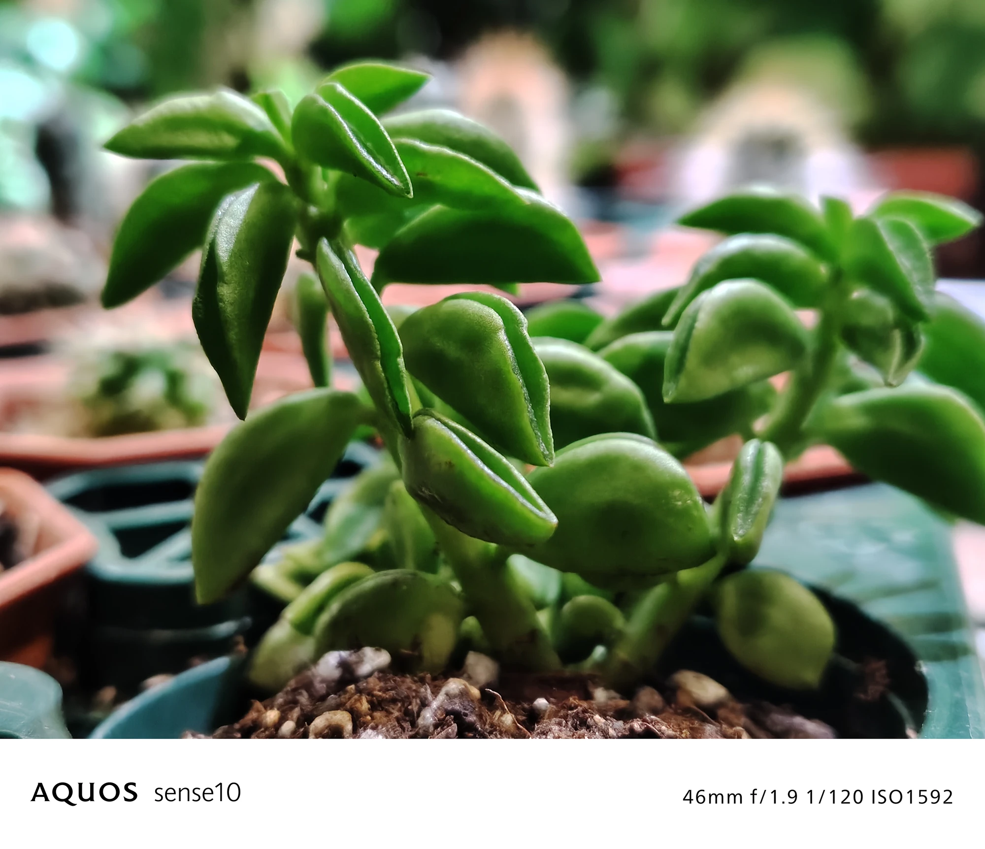 AQUOS sense10撮影サンプル：室内の多肉植物のクローズアップ（46mm f/1.9 ISO1592）