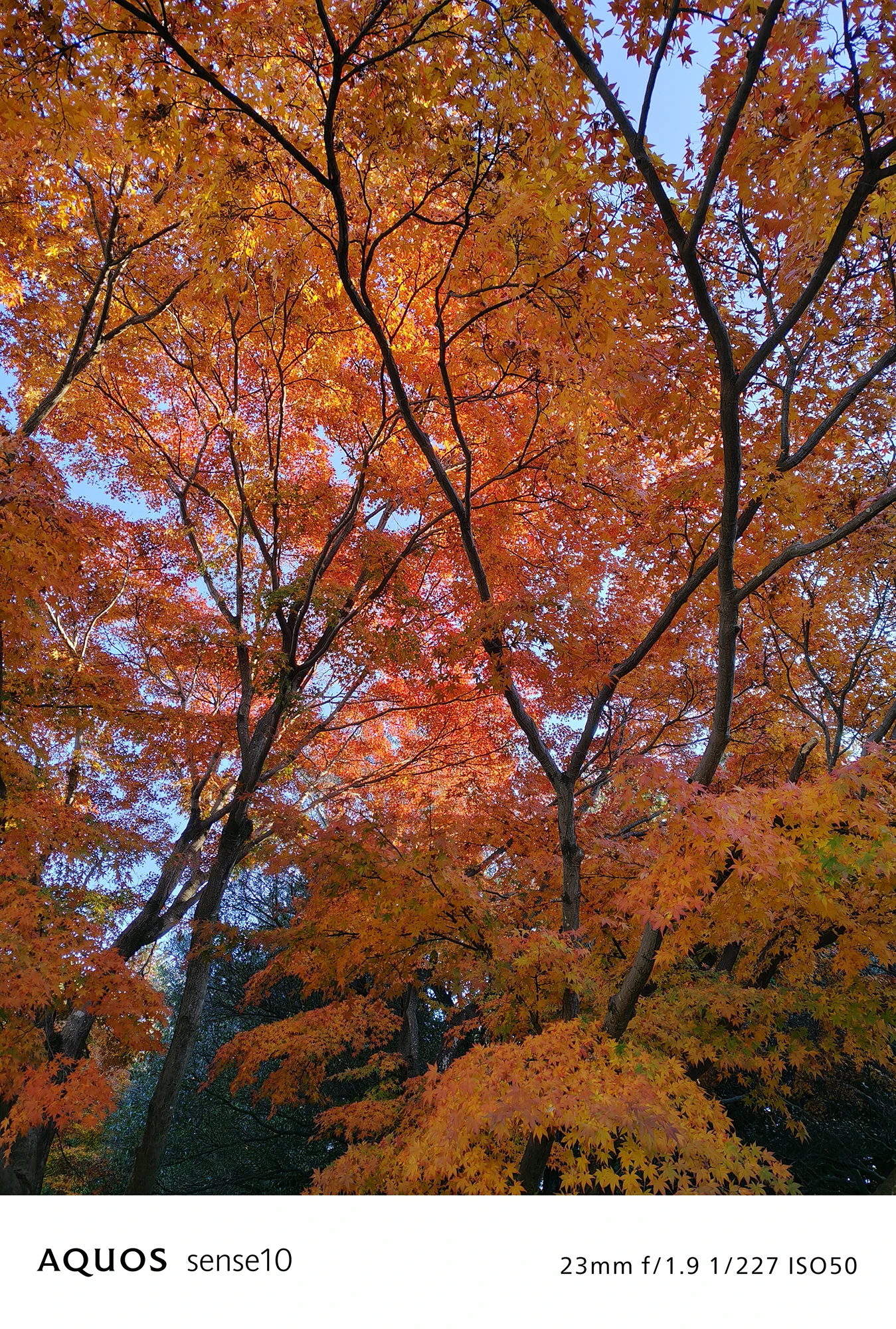 AQUOS sense10撮影サンプル：画面いっぱいに広がる紅葉の写真（23mm f/1.9 ISO50）